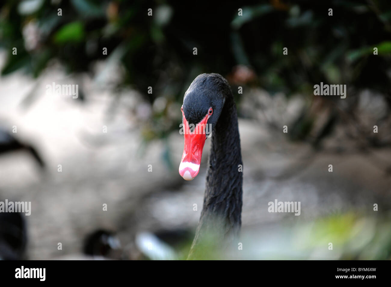 Porträt von einem schwarzen Schwan in einem Laub-Umfeld. Stockfoto