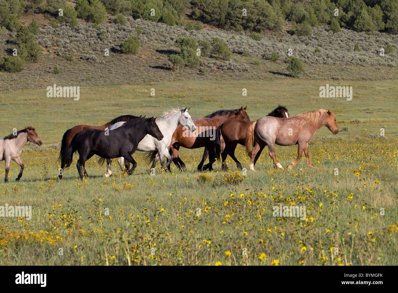 Wilder Mustang Herde durch Wildblumen Wiese gefüllt Stockfoto