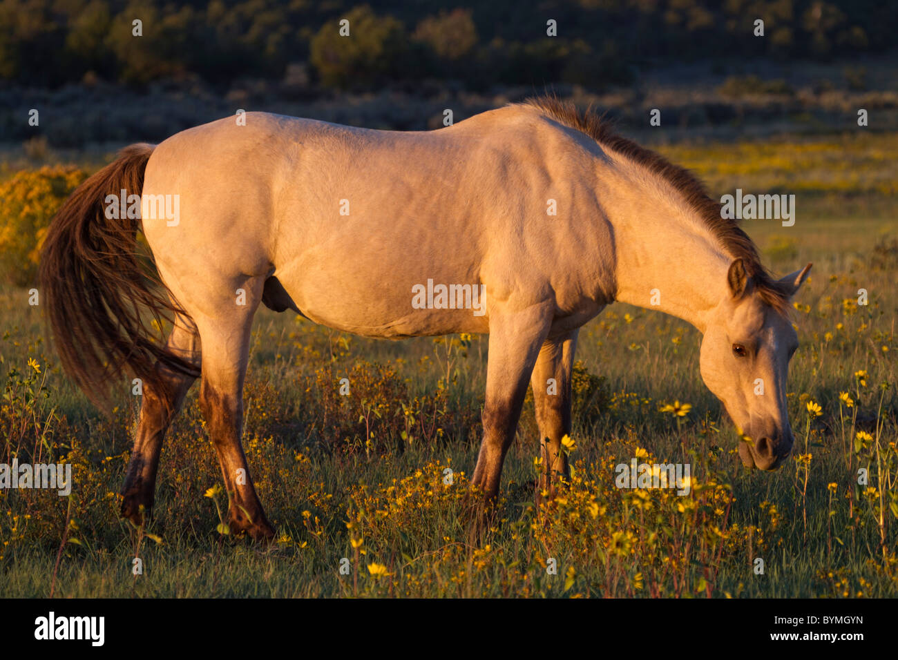 Leichte Buckskin Mustang Beweidung im späten Licht an Wildblumen Stockfoto