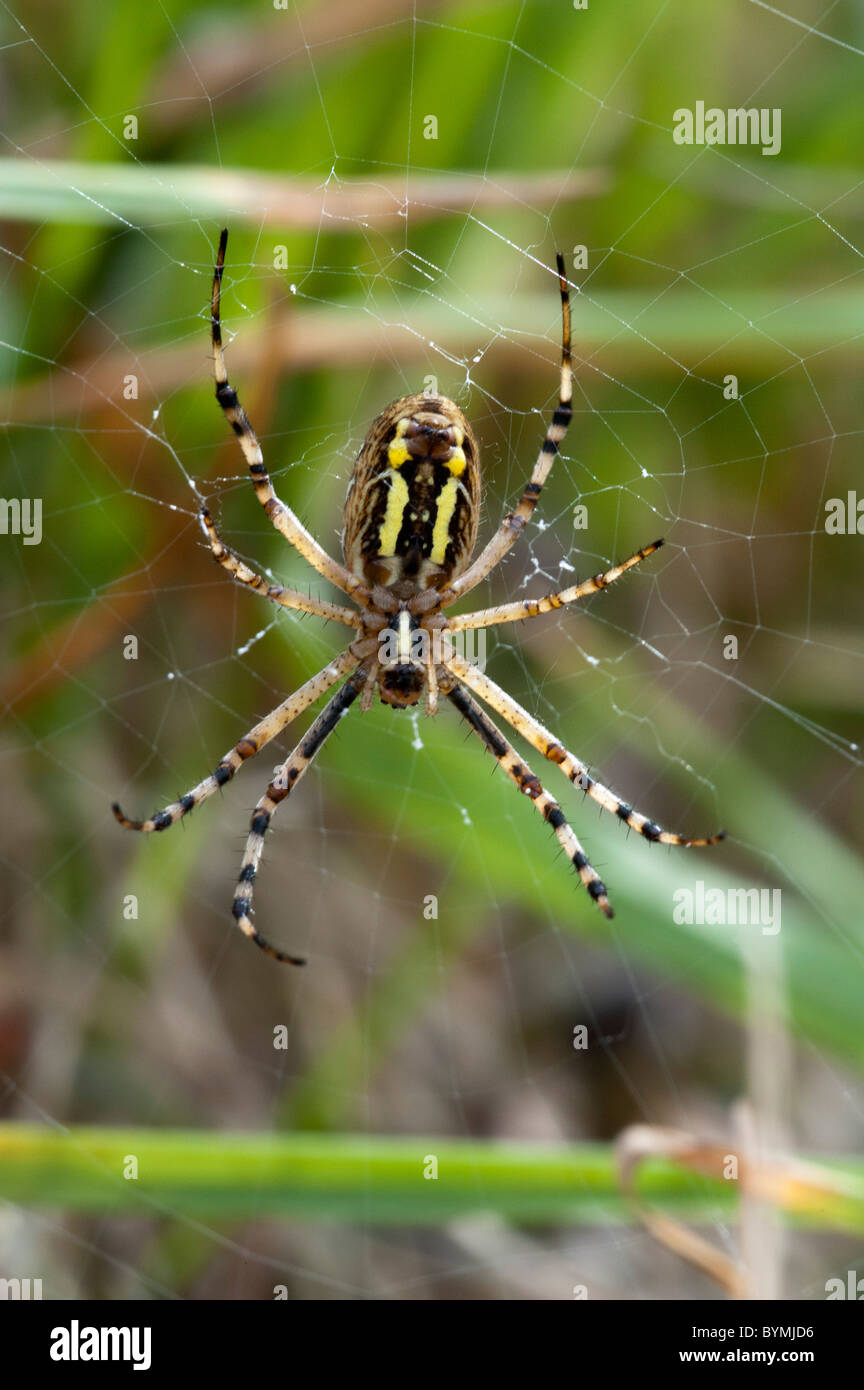 Wasp Spider (Argiope Bruennichi) Stockfoto