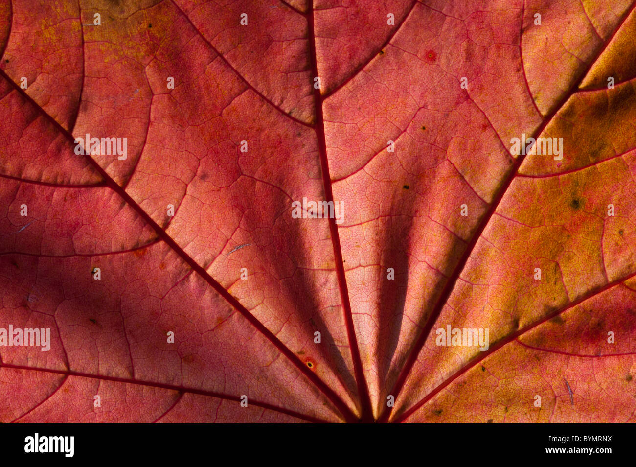 Herbst-Acer Blatt, Hintergrundbeleuchtung Stockfoto