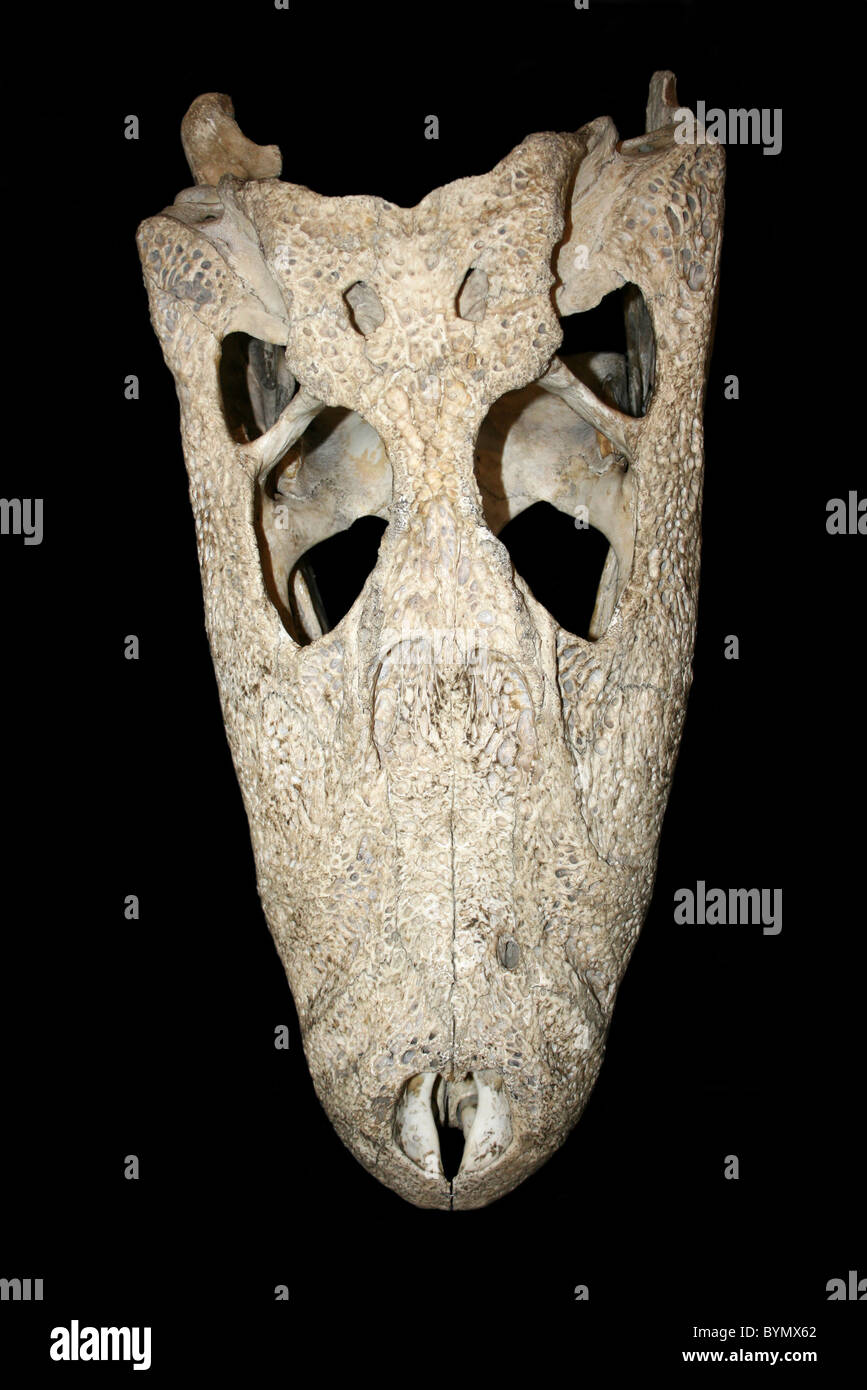 Obere Ansicht von An American Alligator Totenkopf Alligator mississippiensis Stockfoto