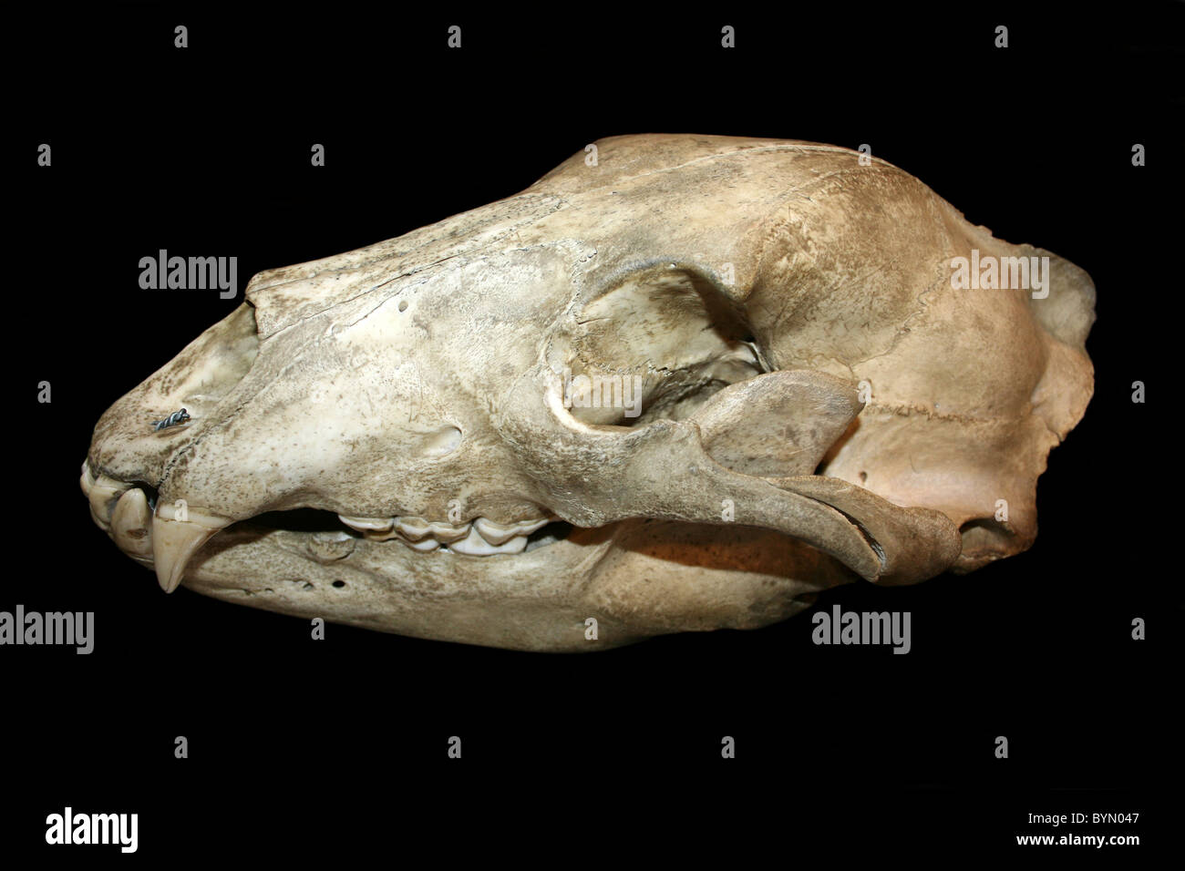 Braunbär Schädel Ursus arctos Stockfoto