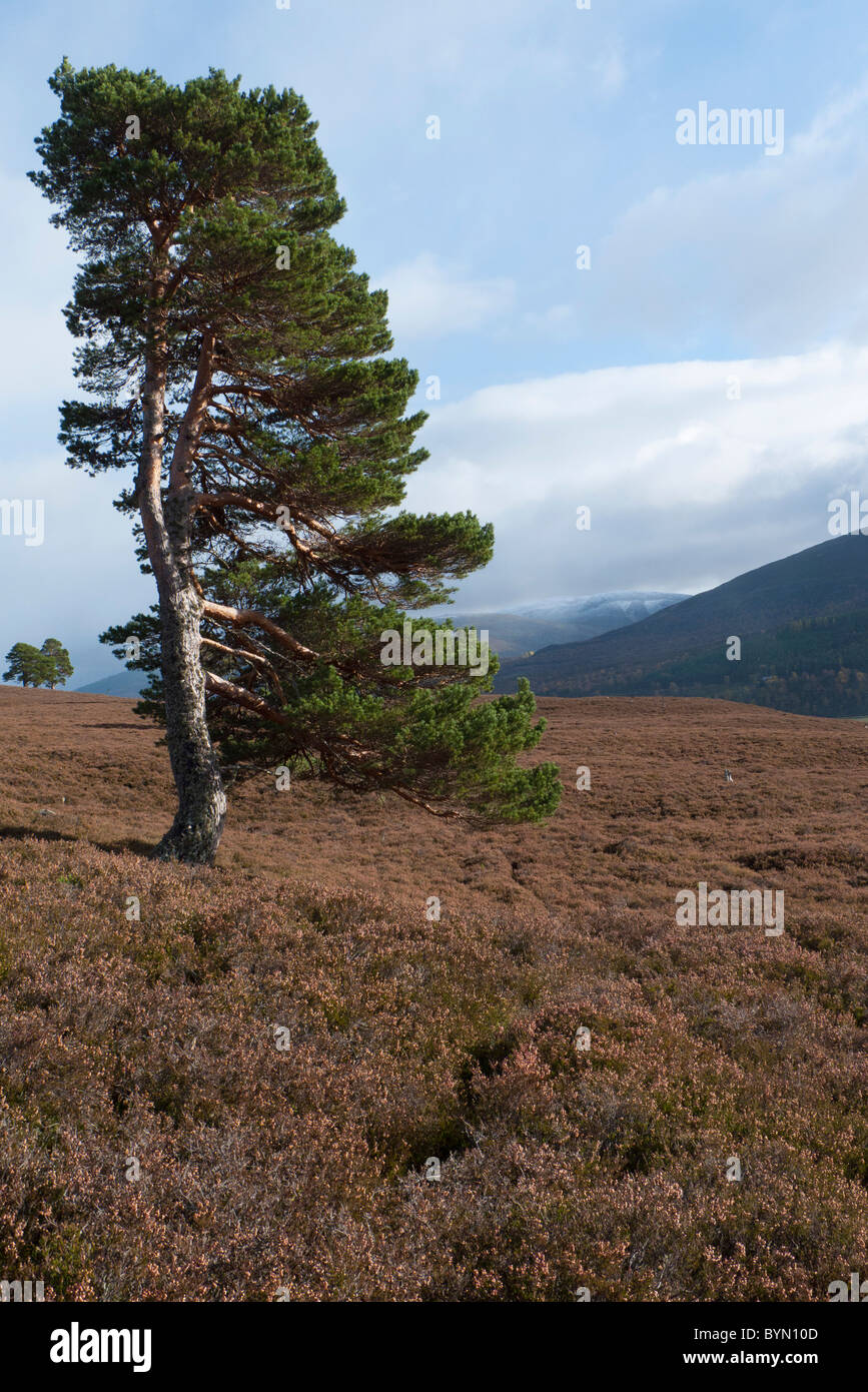 Kiefer (Pinus Sylvestris), Baum Stockfoto