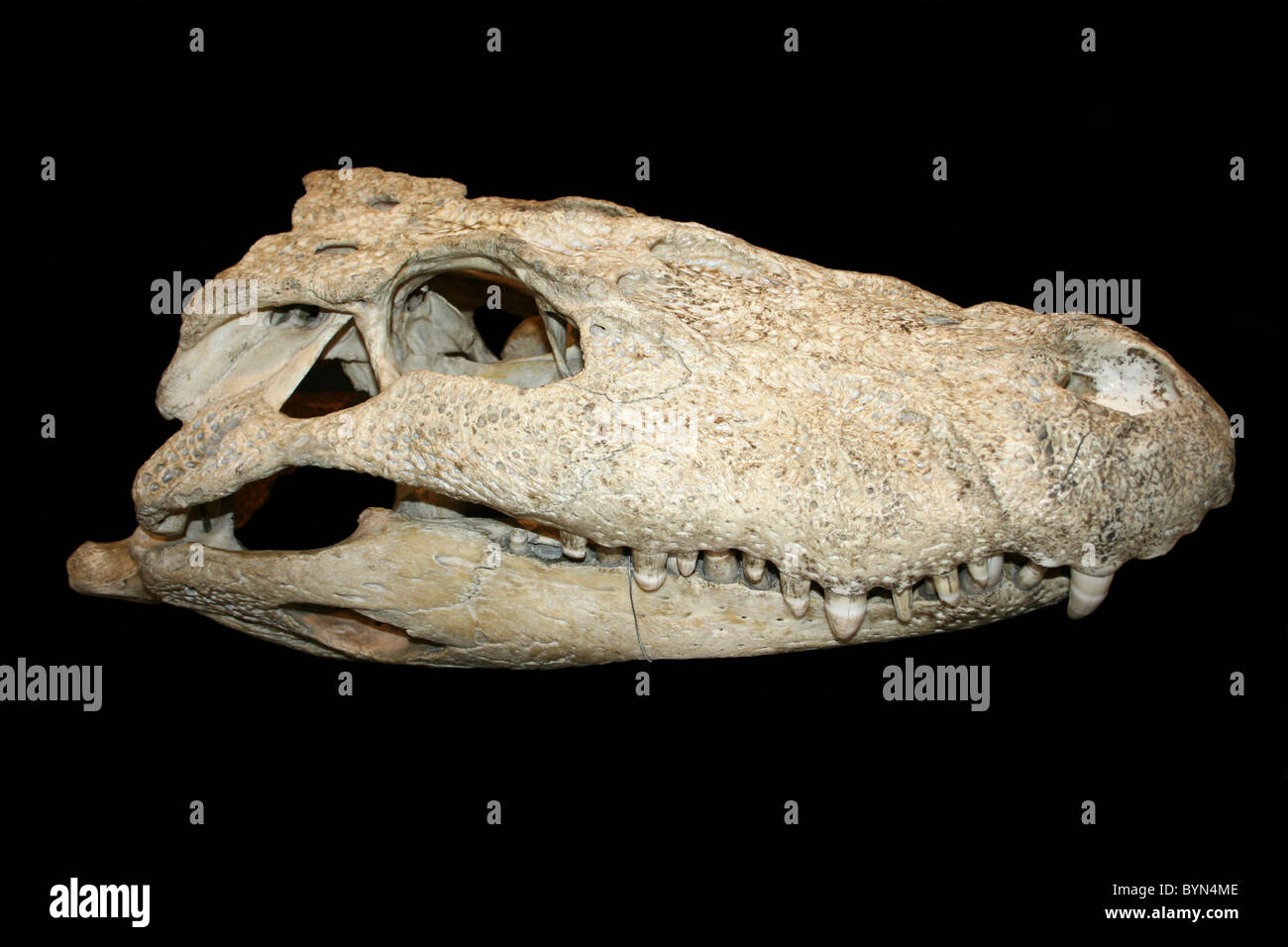 Seite Ansicht von An American Alligator Totenkopf Alligator mississippiensis Stockfoto