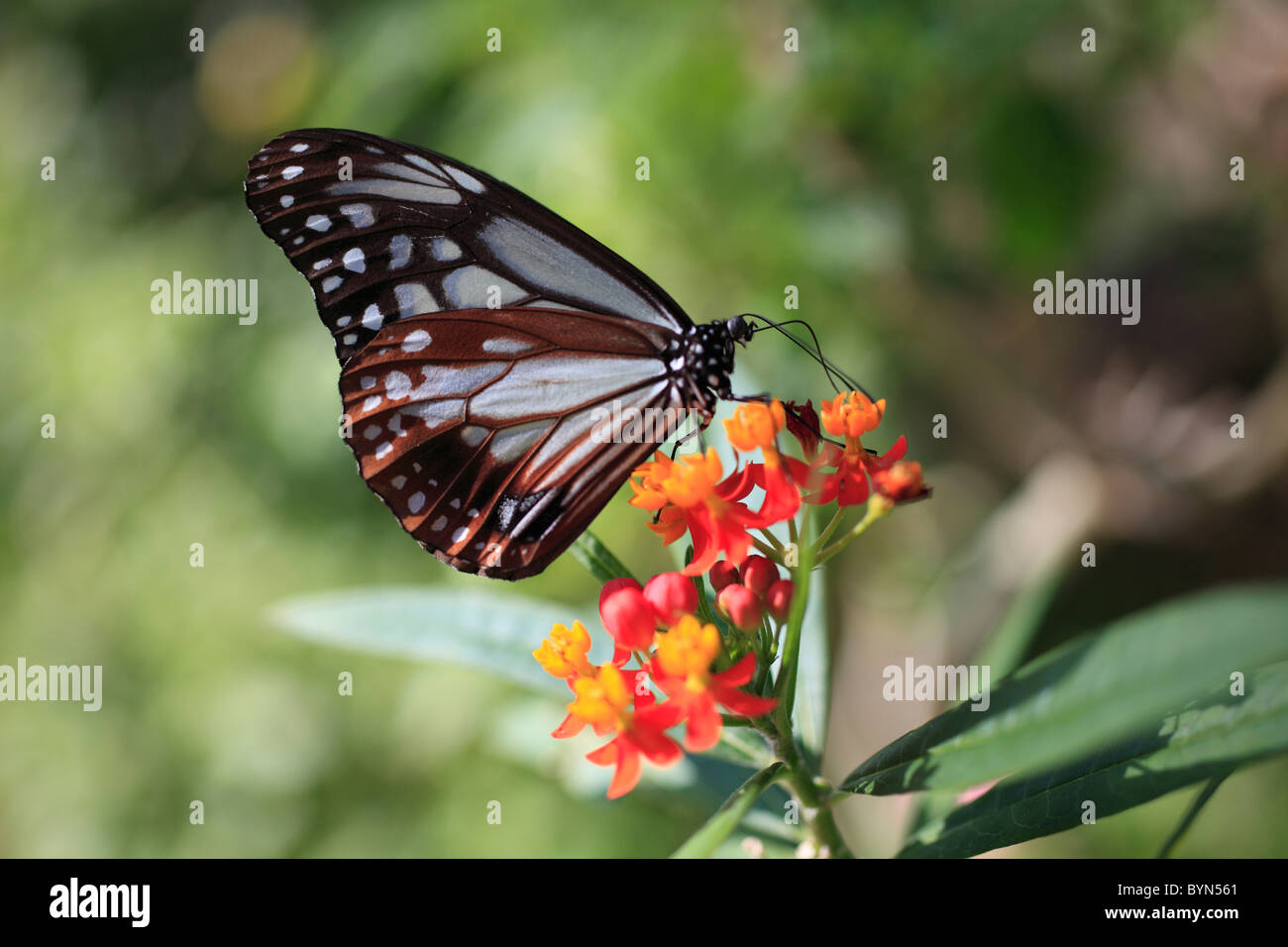 Chestnut Tiger auf Schmetterling Unkraut Stockfoto