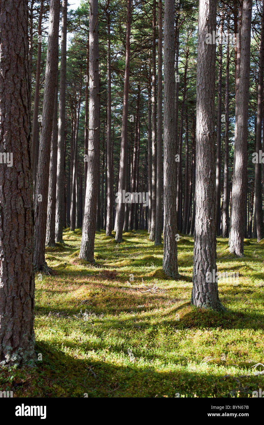 Kiefern (Pinus Sylvestris) Wald, Herbst Stockfoto