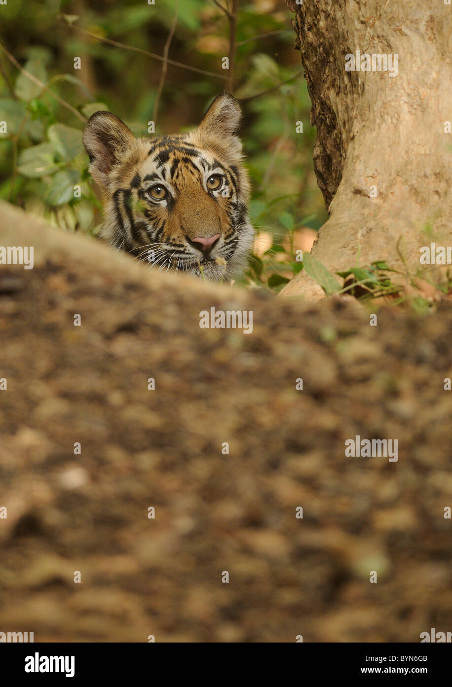 6 Monate alten weiblichen Bengal Tiger Cub peering hinter einem gefallenen Baumstumpf in Bandhavgarh Tiger Reserve, Indien Stockfoto
