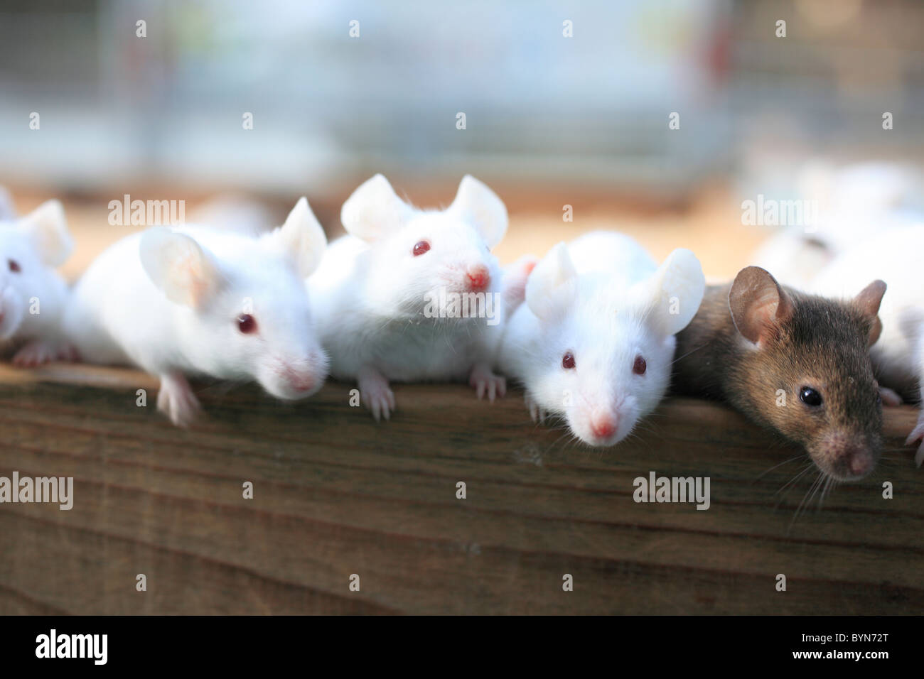 4 Ratten Vier ratten -Fotos und -Bildmaterial in hoher Auflösung – Alamy