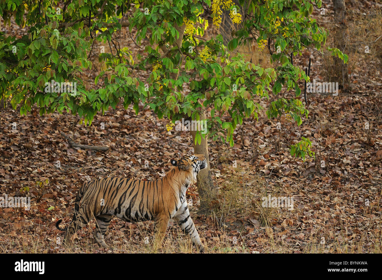 Erwachsenen territoriale männliche Königstiger riechende Baum während einer territorialen Patrouille in Bandhavgarh Tiger Reserve, Indien Stockfoto