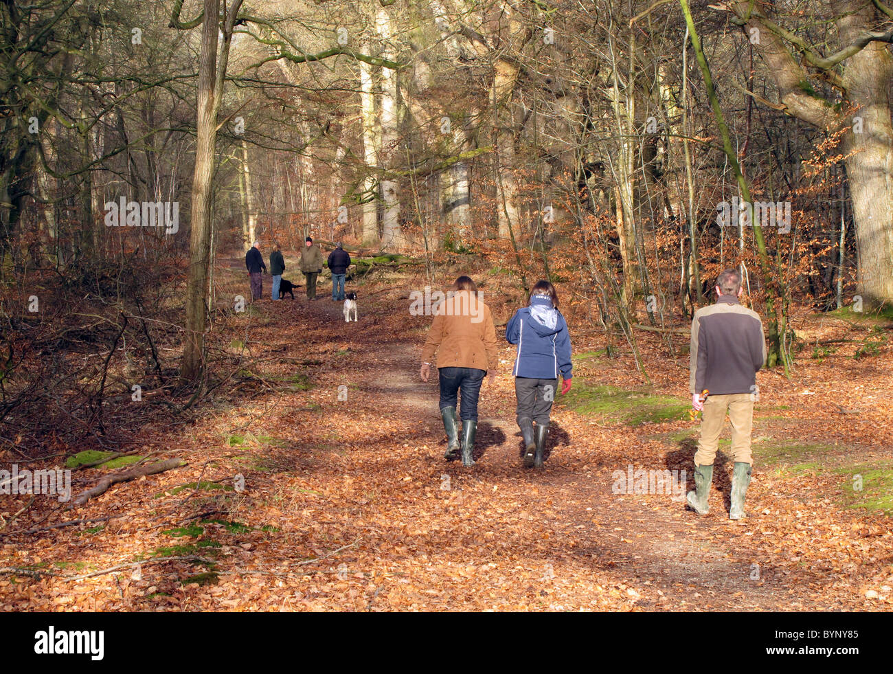 Menschen, die zu Fuß die Hunde im Privatbesitz Savernake Wald, Wiltshire, UK Stockfoto