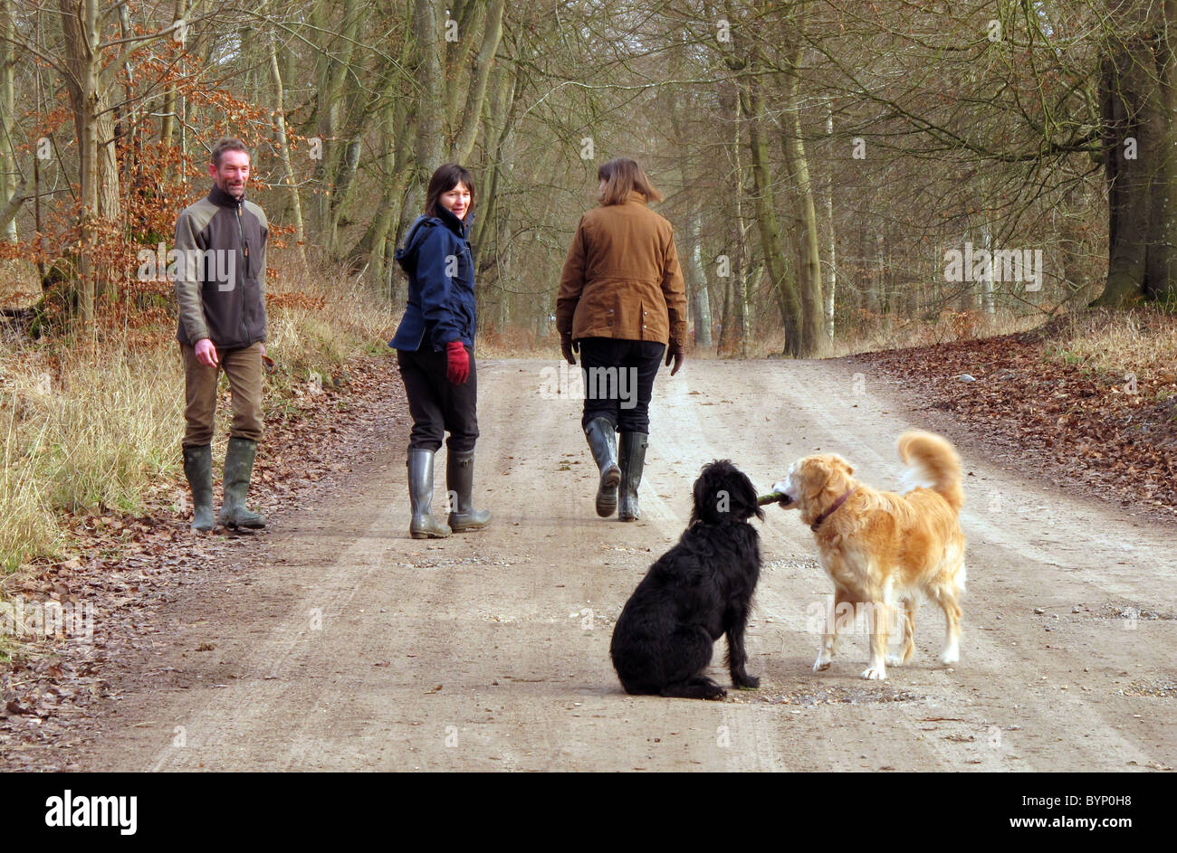 Menschen, die zu Fuß die Hunde im Privatbesitz Savernake Wald, Wiltshire, UK Stockfoto