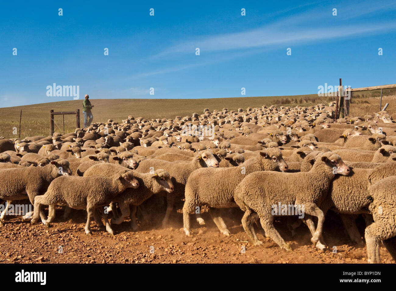 Schafherde auf einer Farm in Ouplaas Western Cape / Südafrika Stockfoto