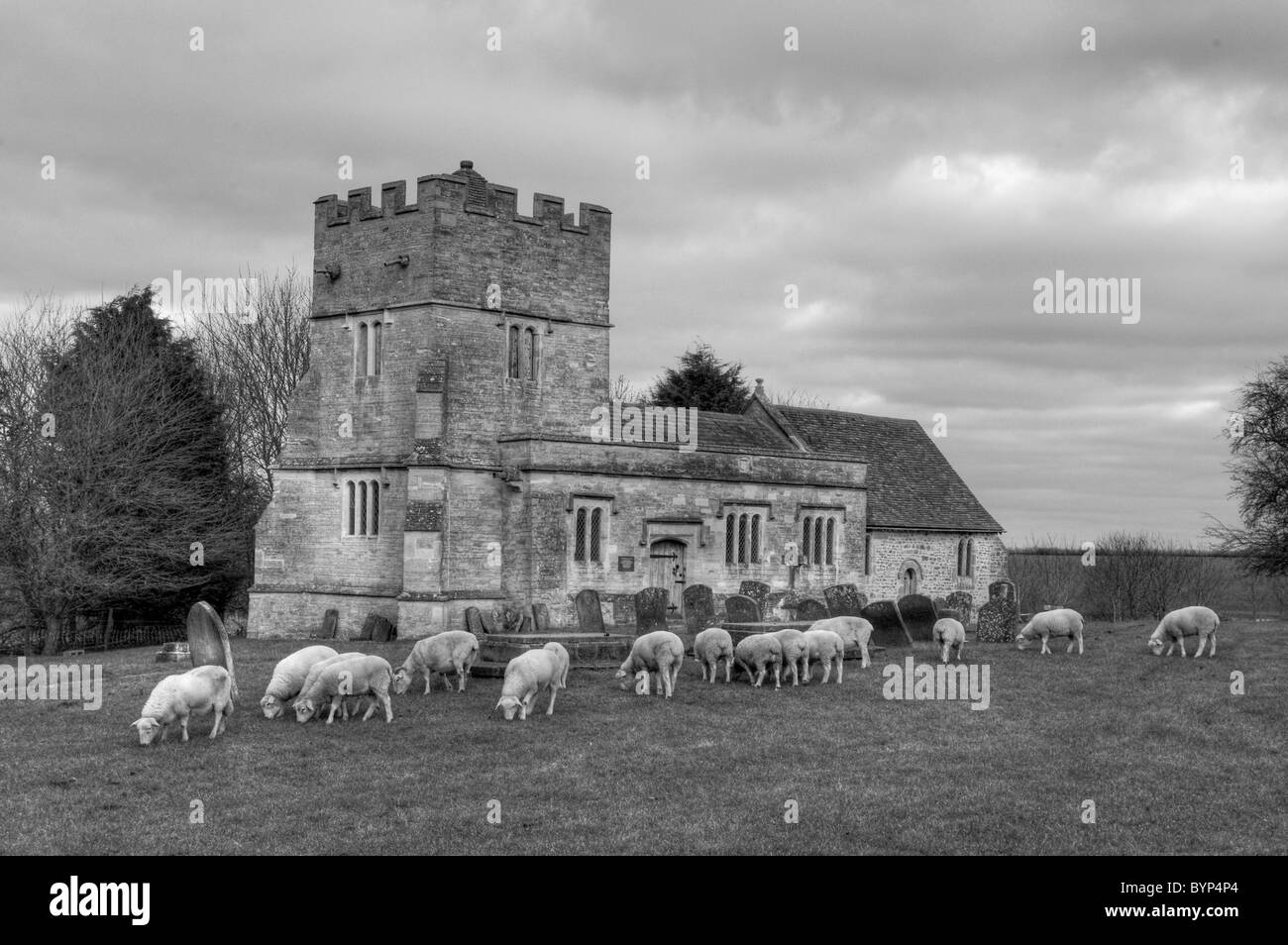 Schafbeweidung vor St. Bartholomäus-Kirche, Furtho, Northamptonshire, UK Stockfoto