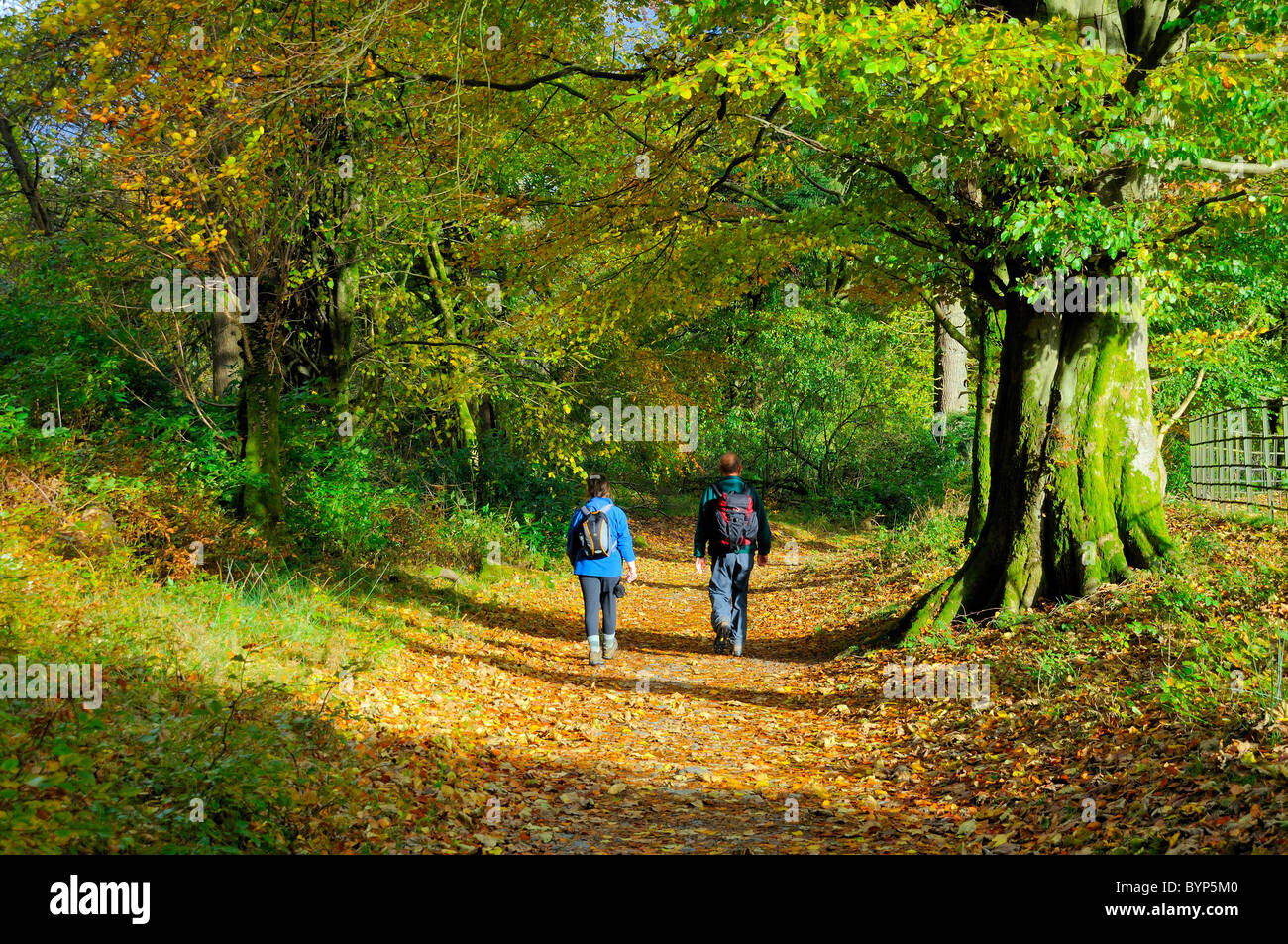 zwei Menschen, gehen, Land, Lane, Herbst, Herbst, Wald, Bäume, Wald, Sonne, Landschaft, 2, Rucksack, Rucsack Stockfoto