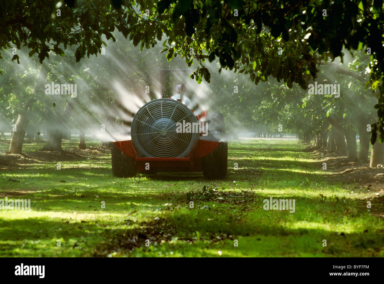 Landwirtschaft - Chemikalieneinsatz, Sprühen in einem Obstgarten Pecan-Fan / Tulare County, Kalifornien, USA. Stockfoto