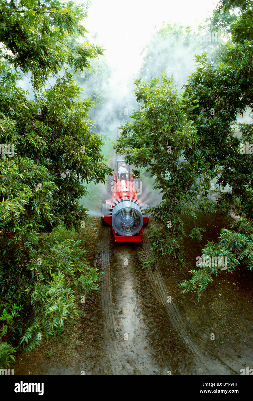 Landwirtschaft - Chemikalieneinsatz, Fan Jet Sprayer in einem Obstgarten Pecan / Tulare County, Kalifornien, USA. Stockfoto