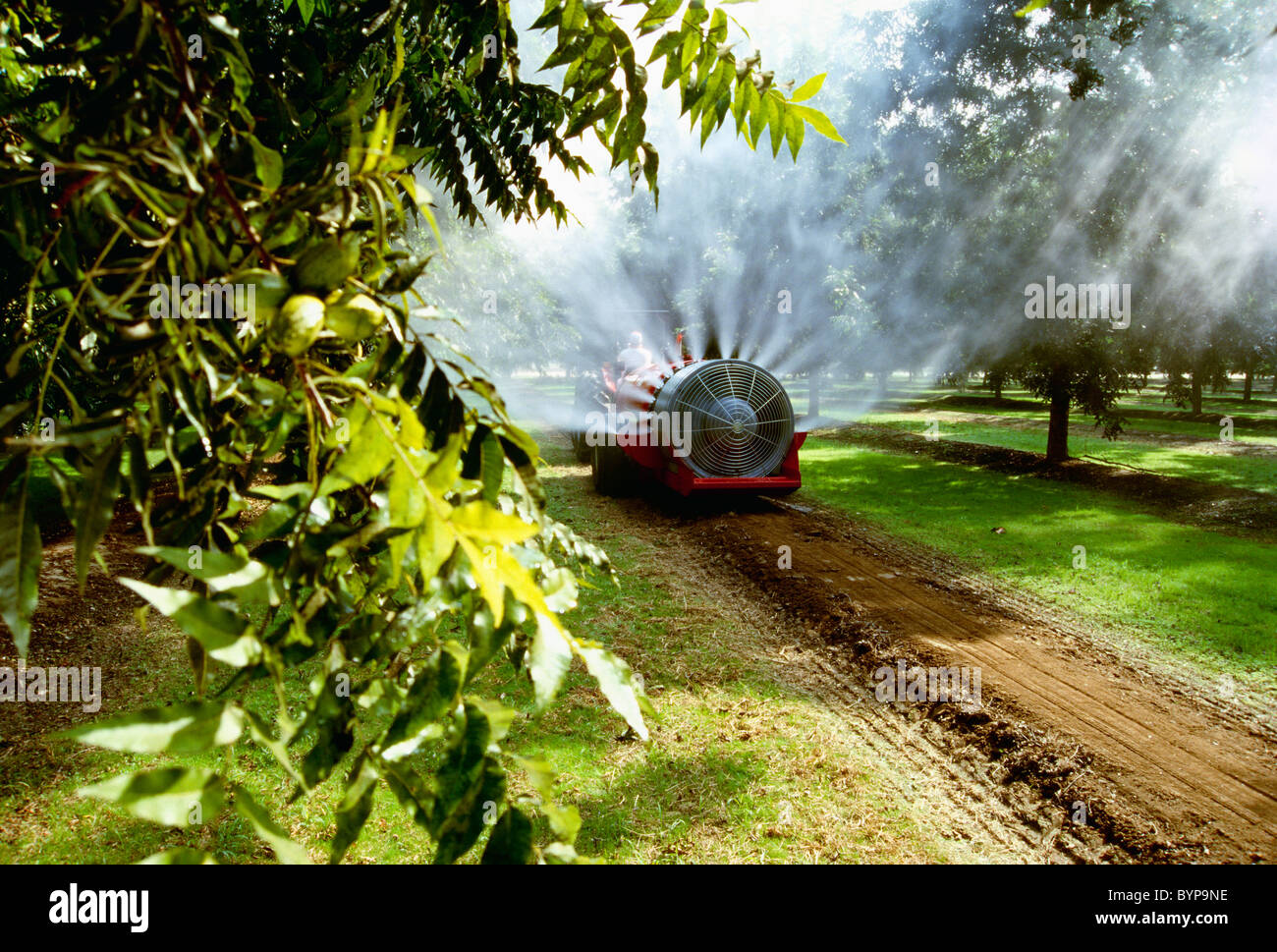 Landwirtschaft - Chemikalieneinsatz, Fan Jet Sprayer in einem Obstgarten Pecan / Tulare County, Kalifornien, USA. Stockfoto