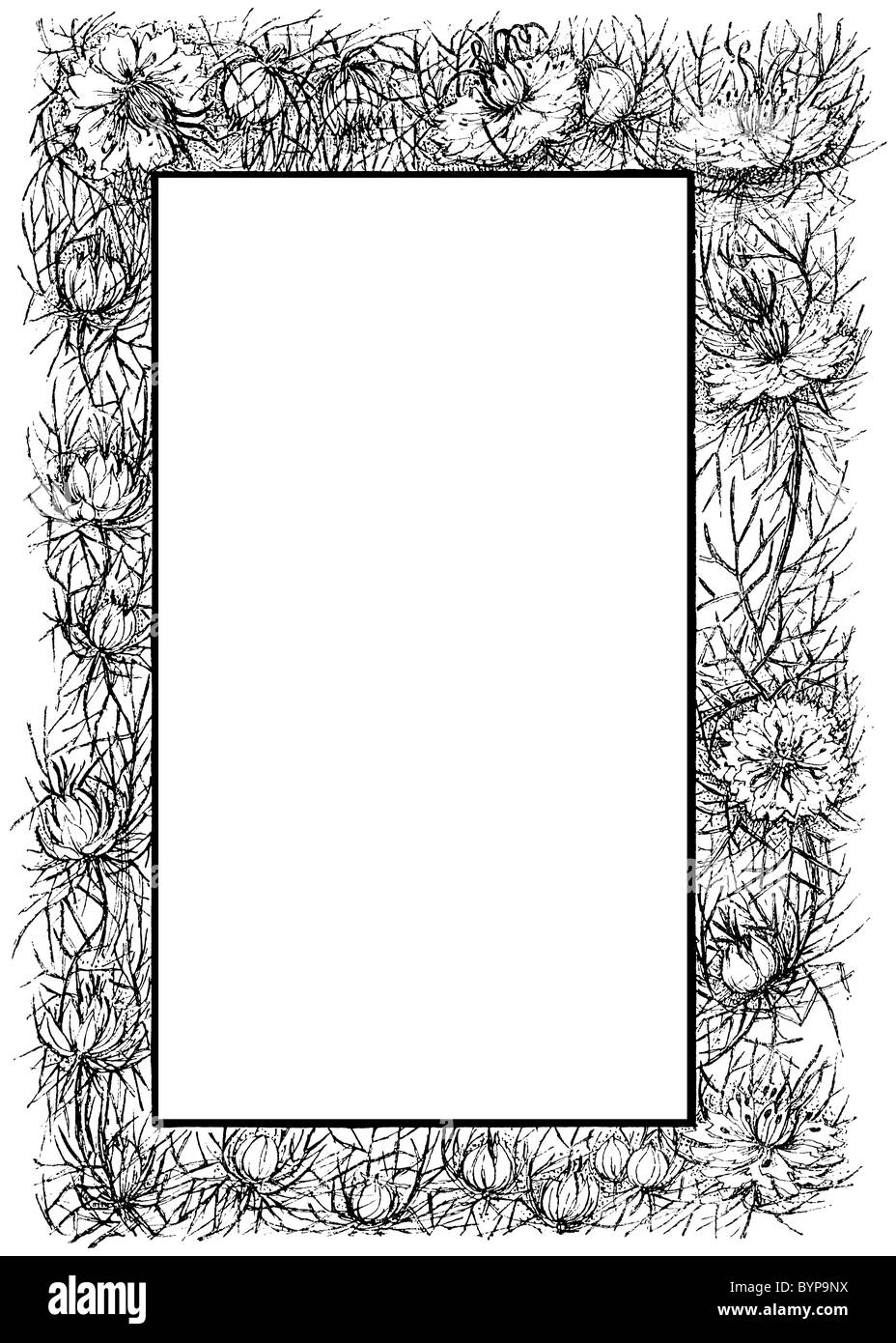 Ganzseitige Grenze zwischen Blumen und Dornen Stockfoto