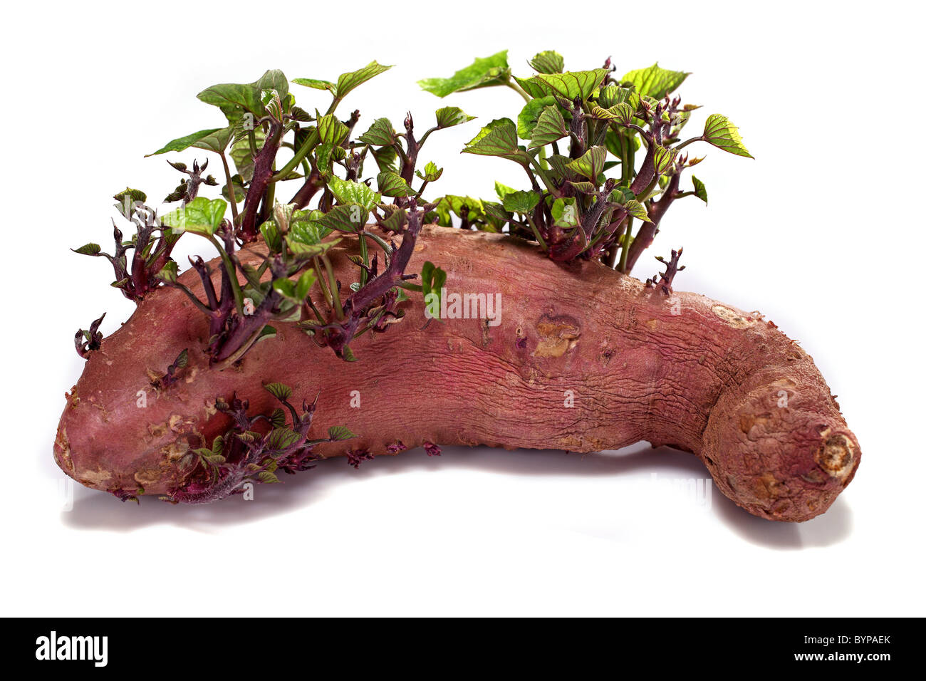 wachsende Süßkartoffel-grüne Blätter Stockfoto