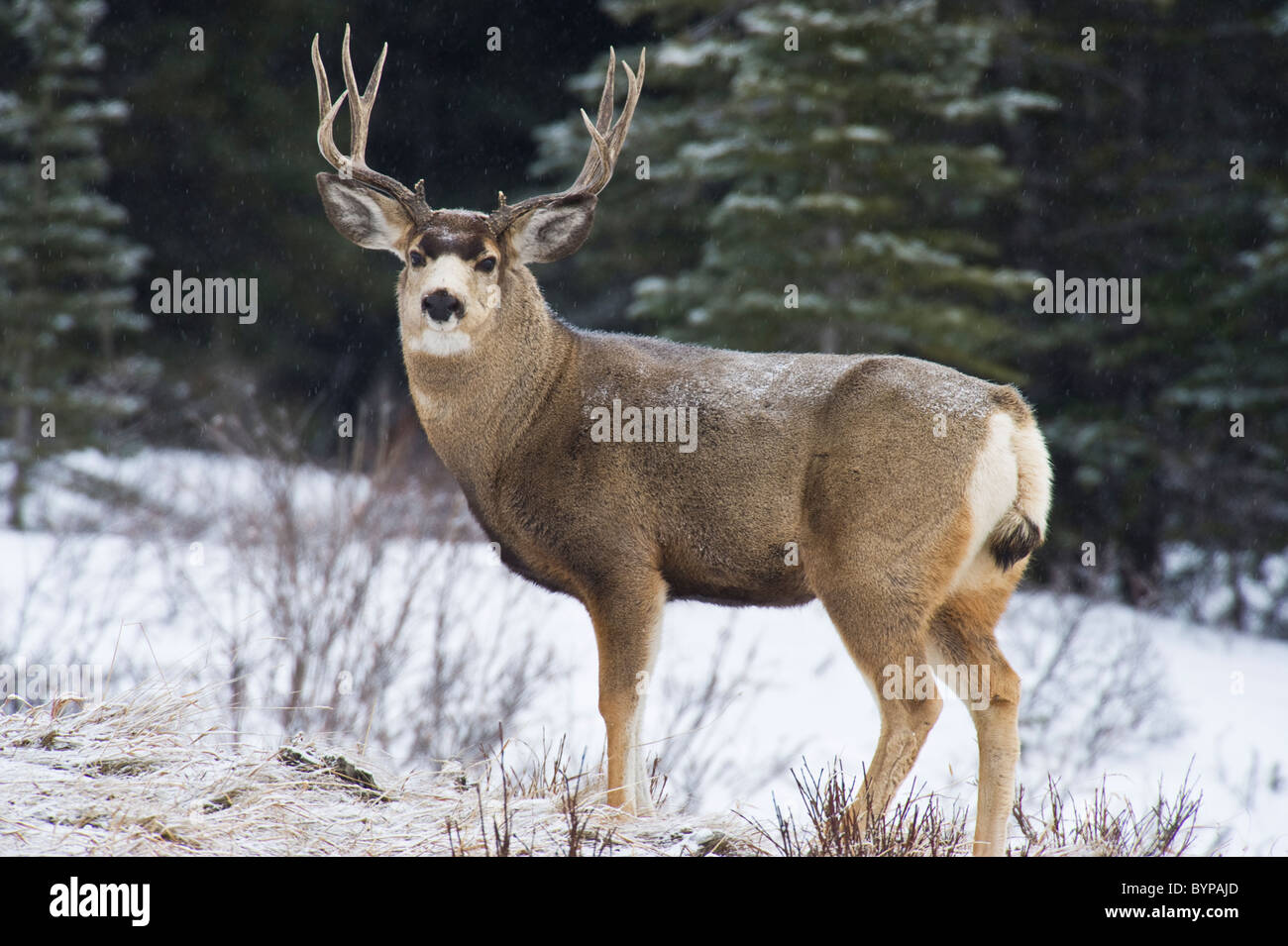 Eine männliche Maultierhirsch stehend in leicht fallenden Schnee. Stockfoto