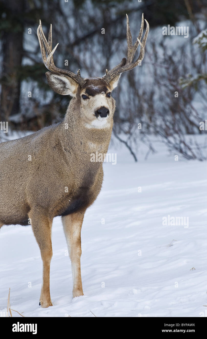 Ein Mule Deer buck stehen im fallenden Schnee. Stockfoto