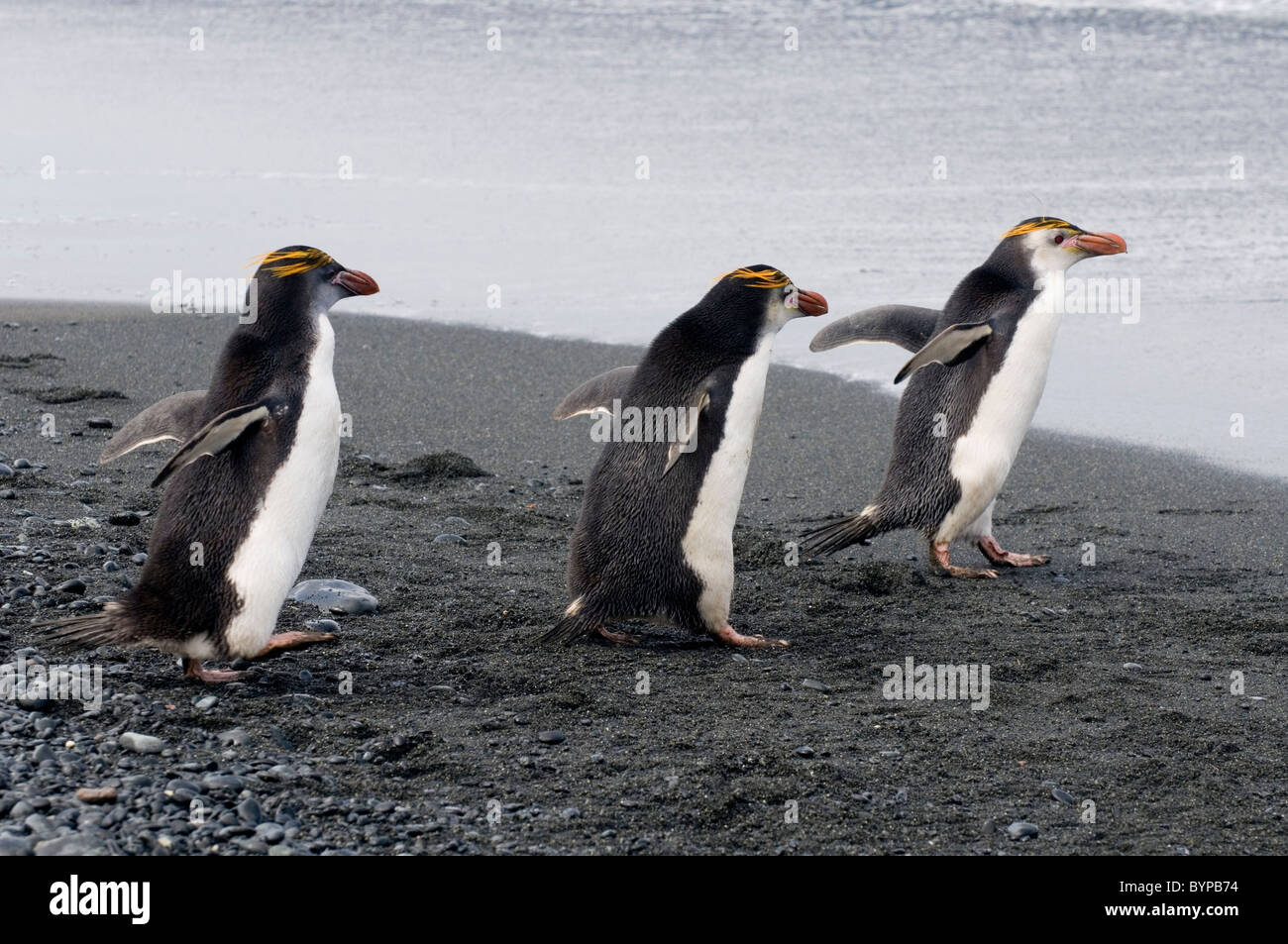 Königlichen Pinguine in Sandy Bay auf Macquarie Island, Australien Stockfoto