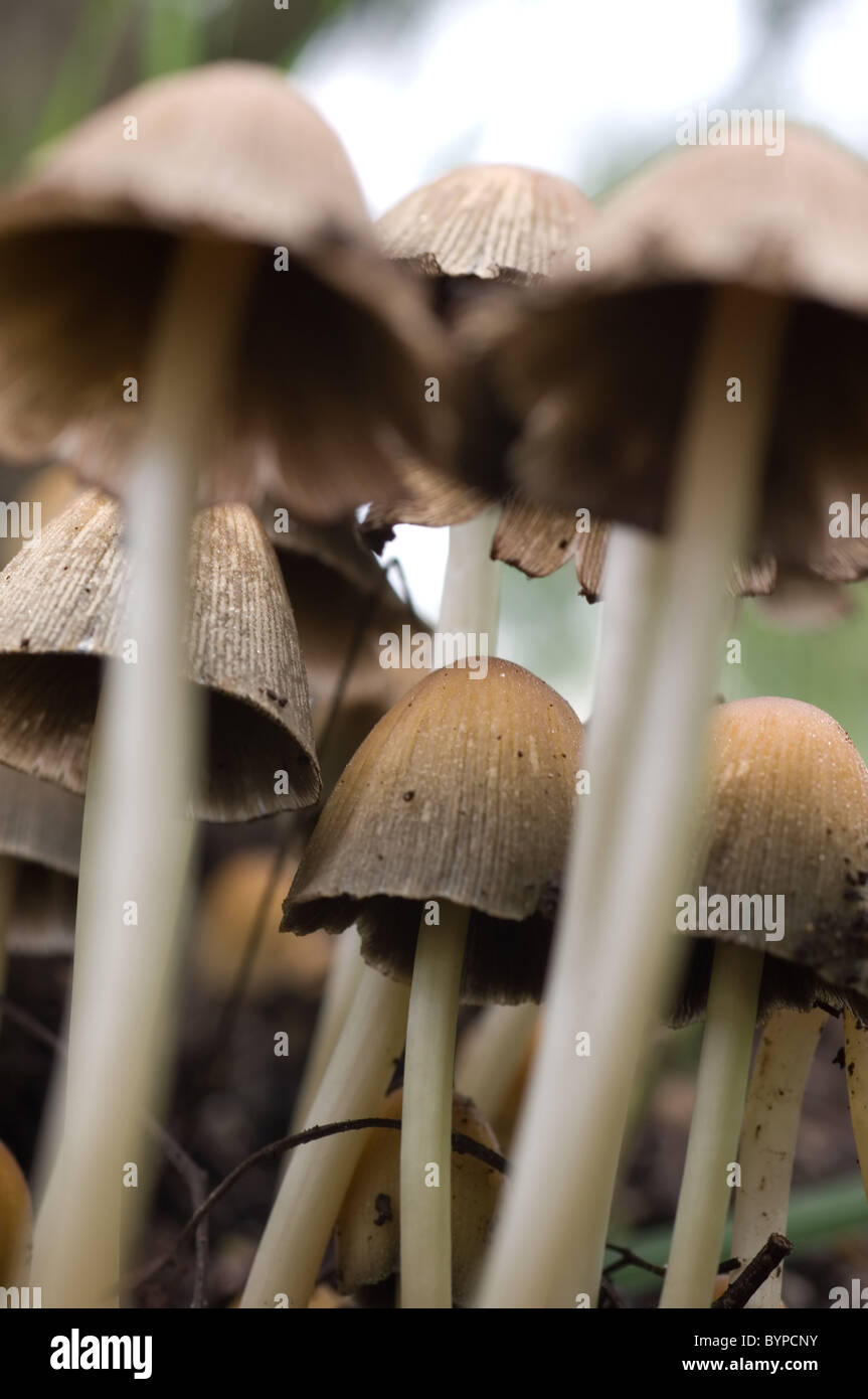 Foto von einigen glitzernde Farbkappen (Coprinellus Micaceus) Stockfoto