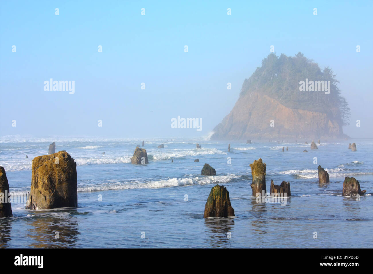 Eine 2000 Jahre alte Erdbeben verursachte FuГџboden Küstenwald zu sinken, was in den Bäumen, die teilweise im Meer Sand begraben. Stockfoto