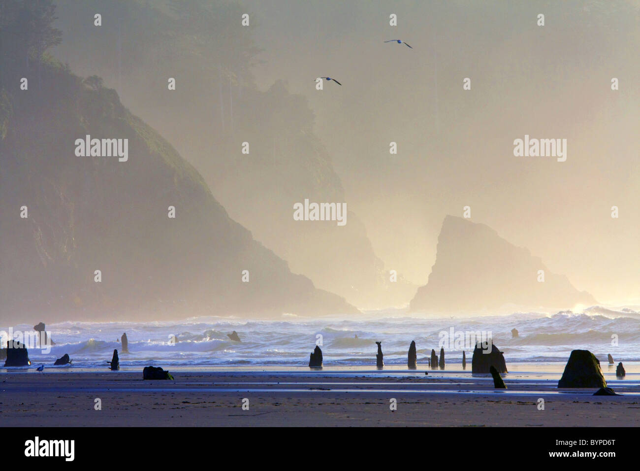 Ein nebelig und dunstig Ocean Beach und Bucht mit steilen Klippen und Baumstümpfe ragen aus dem Sand, Möwen fliegen. Vögel. Stockfoto