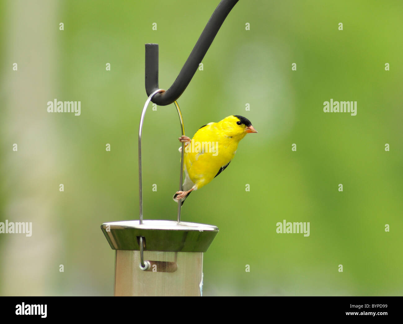 gelber Vogel sitzt auf einem feeder Stockfoto