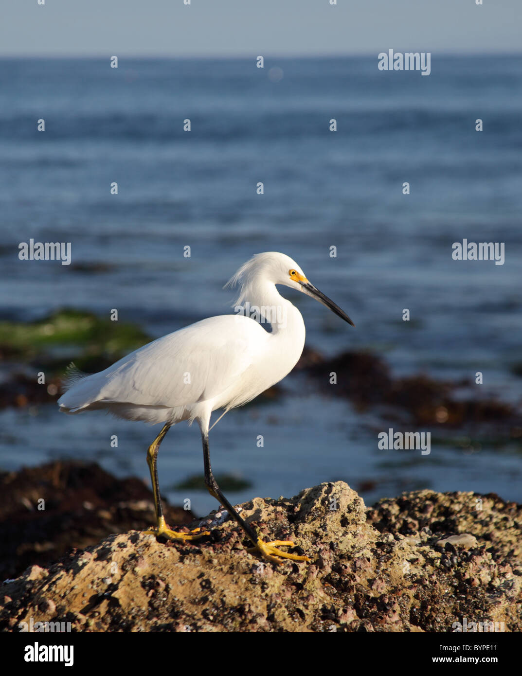 Vogel am Point Dume Zustand bewahren Stockfoto