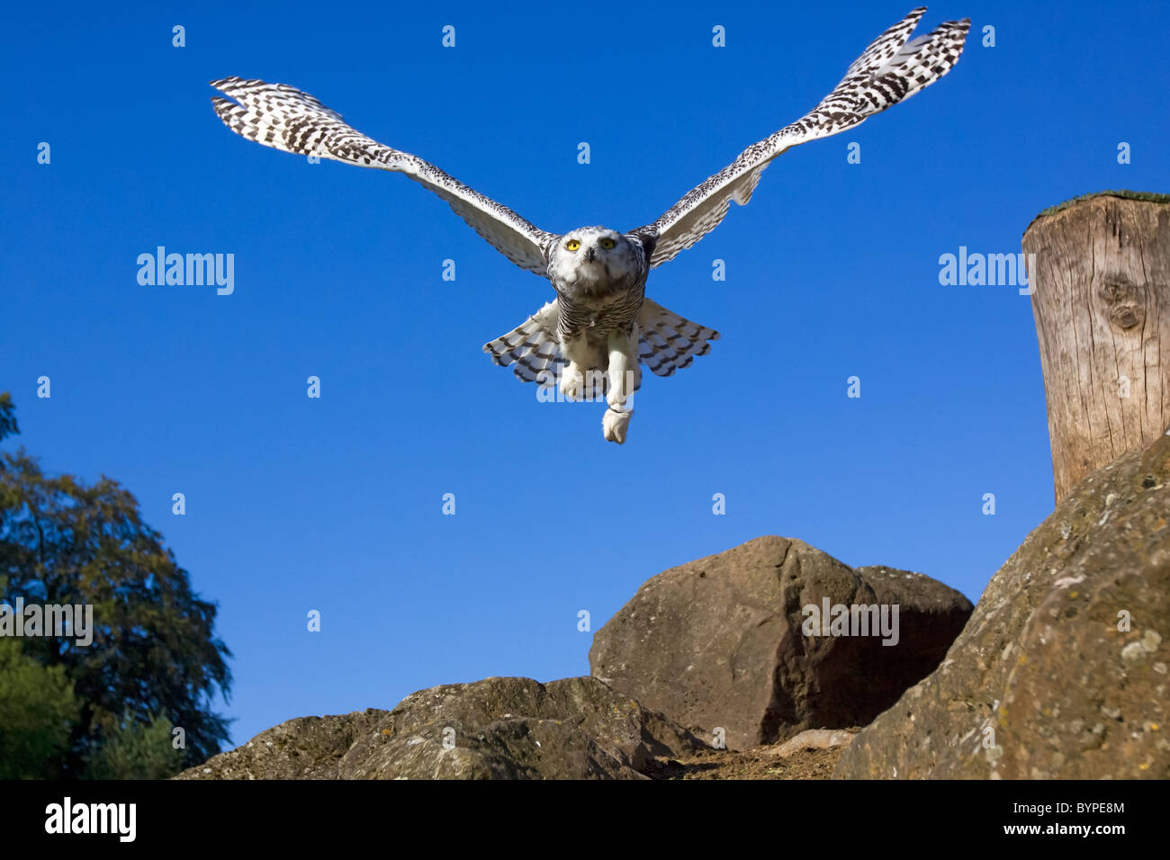 Schnee Eule Bubo Scandiacus große weiße arktische Eule Stockfoto