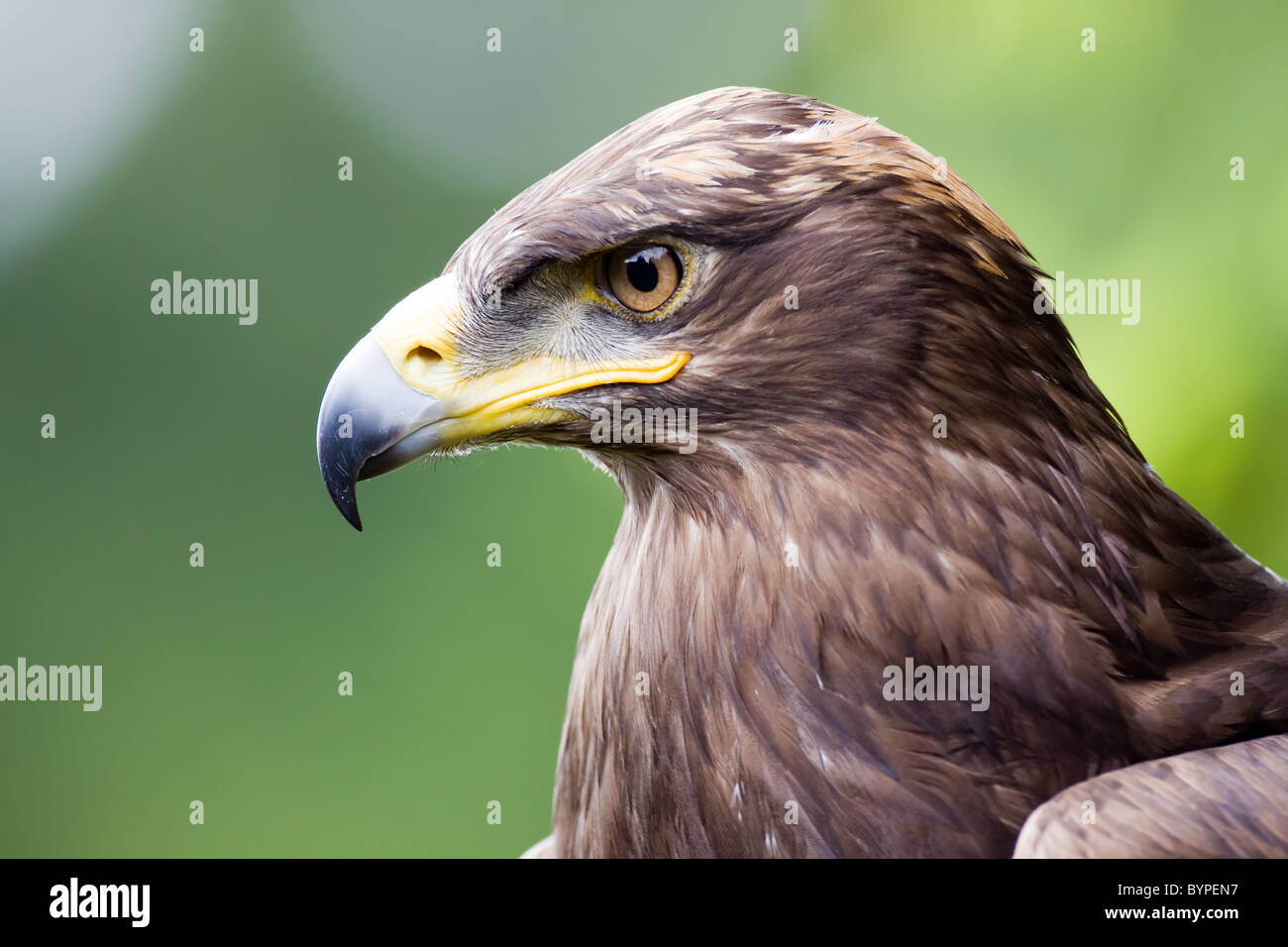 Steppenadler, Aquila Nipalensis, steppenadler Stockfoto