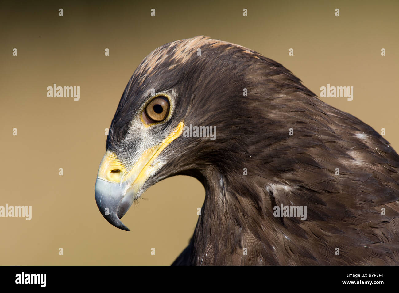 Steppenadler, Aquila Nipalensis, steppenadler Stockfoto