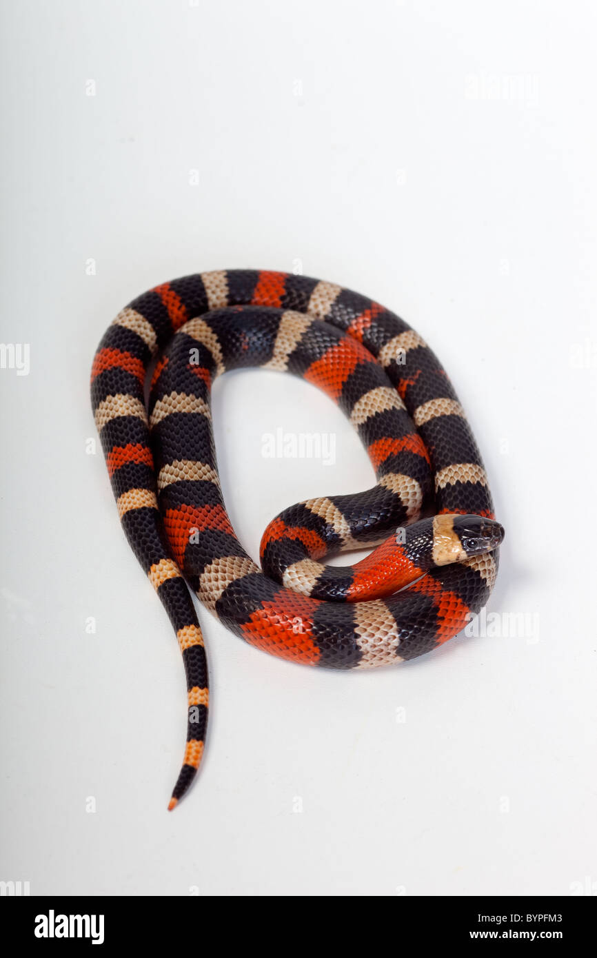 Milch-Schlange Lampropeltis syspila Stockfoto