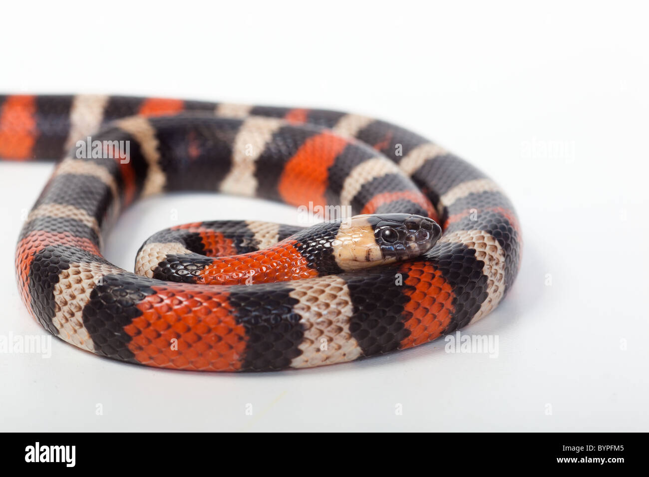 Milch-Schlange Lampropeltis syspila Stockfoto