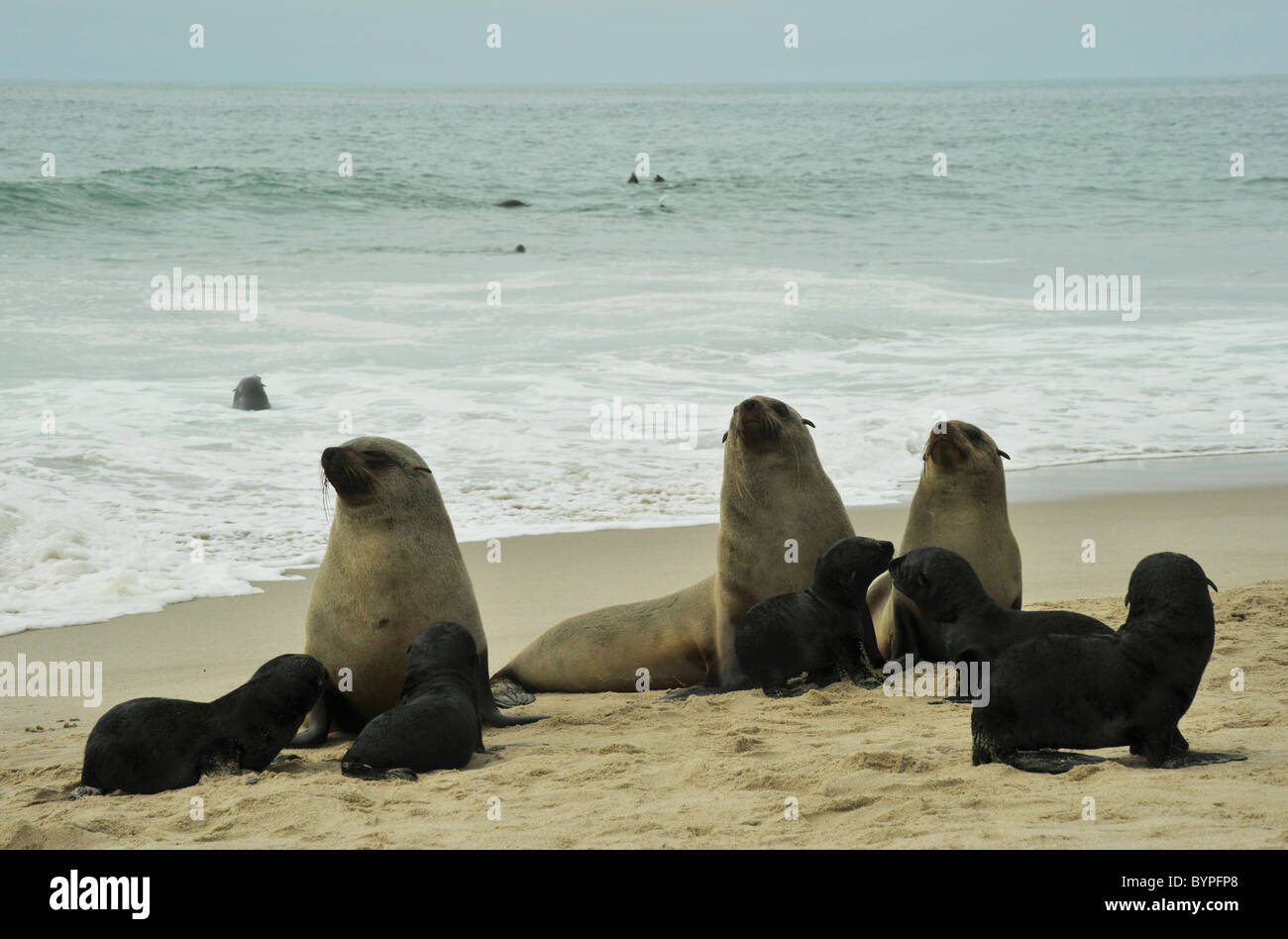 Walvisbay, Namibia, Wildlife, Cape Fur Seal, Arctocephalus pusillus, Welpen mit den Weibchen am Strand, Landschaft, Babys, Mütter Stockfoto