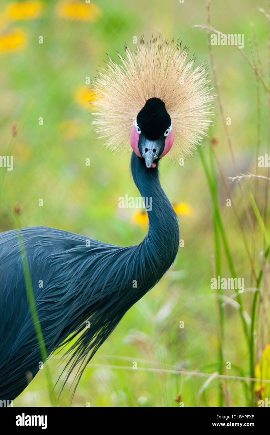 "Ausgefallene Federn" - Stockfoto