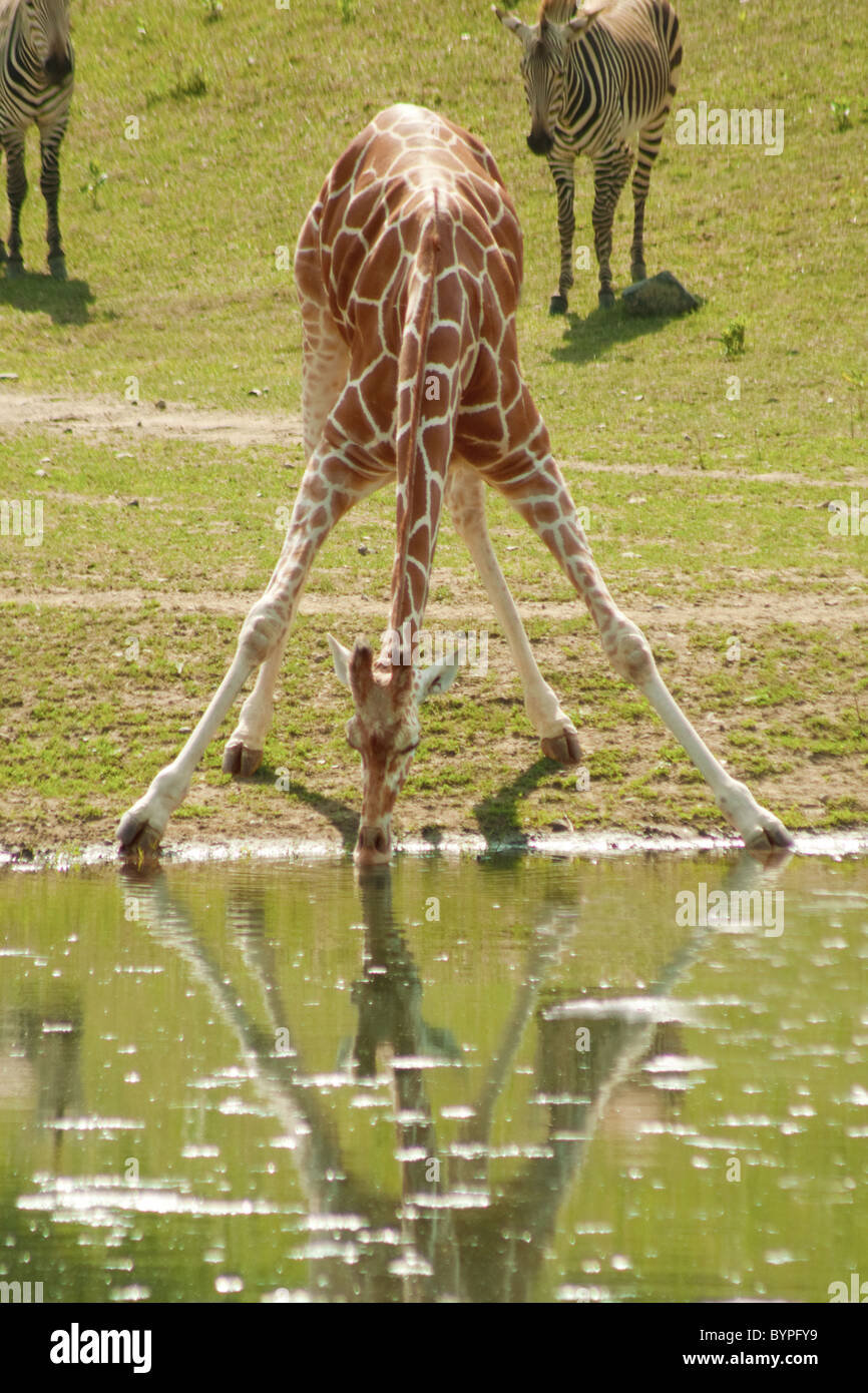 "Jedermanns bekam Herausforderungen" - für eine Giraffe, Trinkwasser ist eine Herausforderung Stockfoto