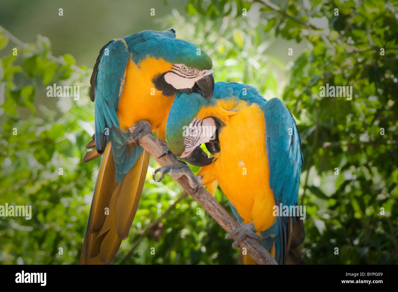 "Gefiederte Freunde" - Papageien zeigen Zuneigung zueinander Stockfoto