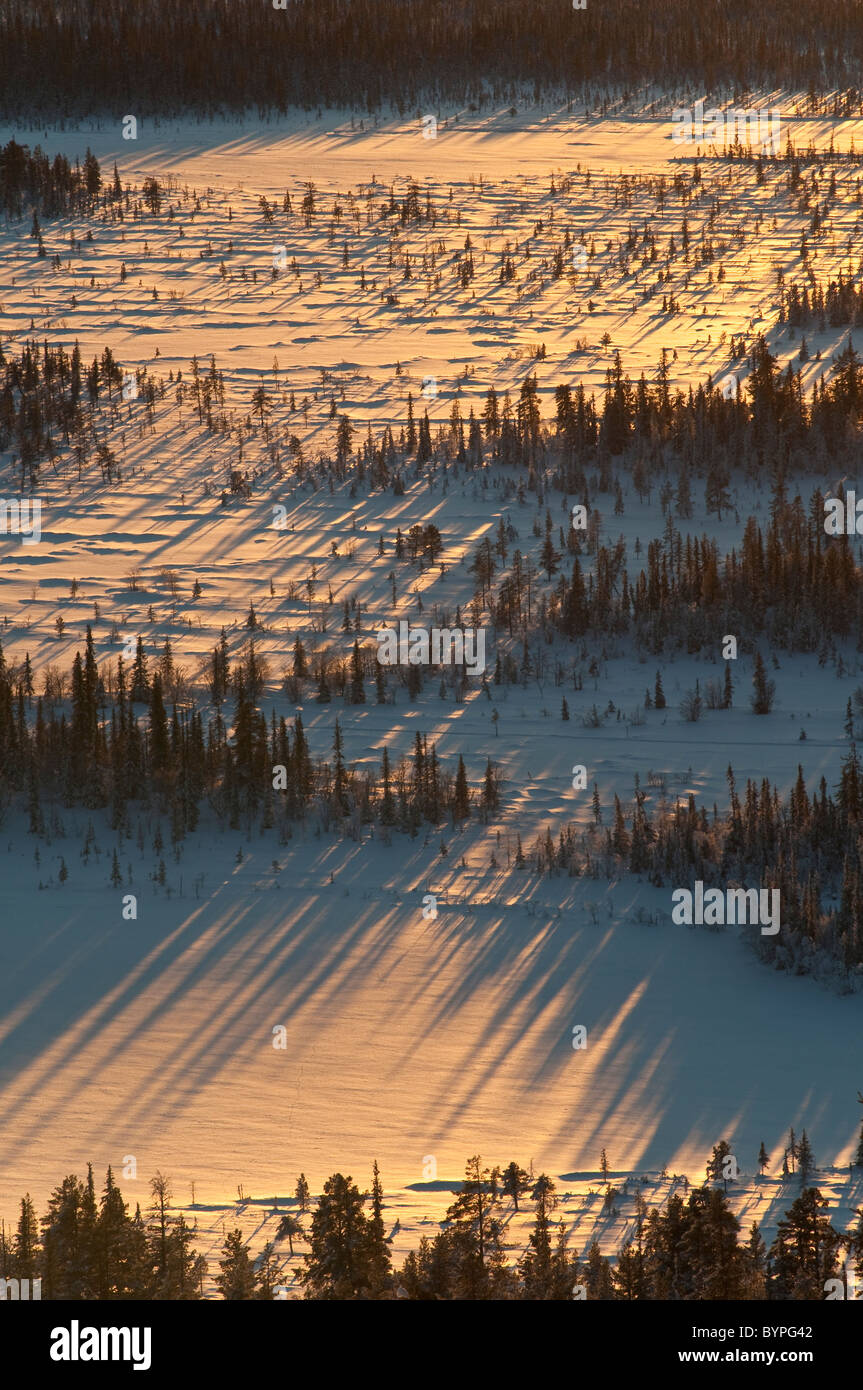 Baeume Mit Schattenwurf, Sjaunja Naturreservat, Welterbe Laponia, Lappland, Schweden Stockfoto