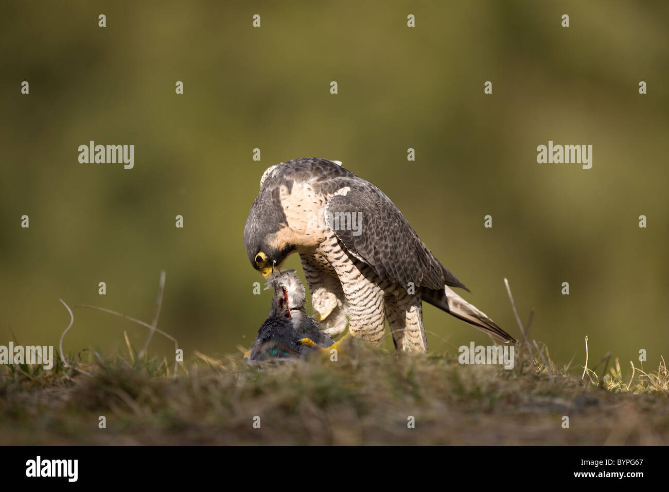 Wanderfalke (Falco Peregrinus) Rupft Taube Stockfoto