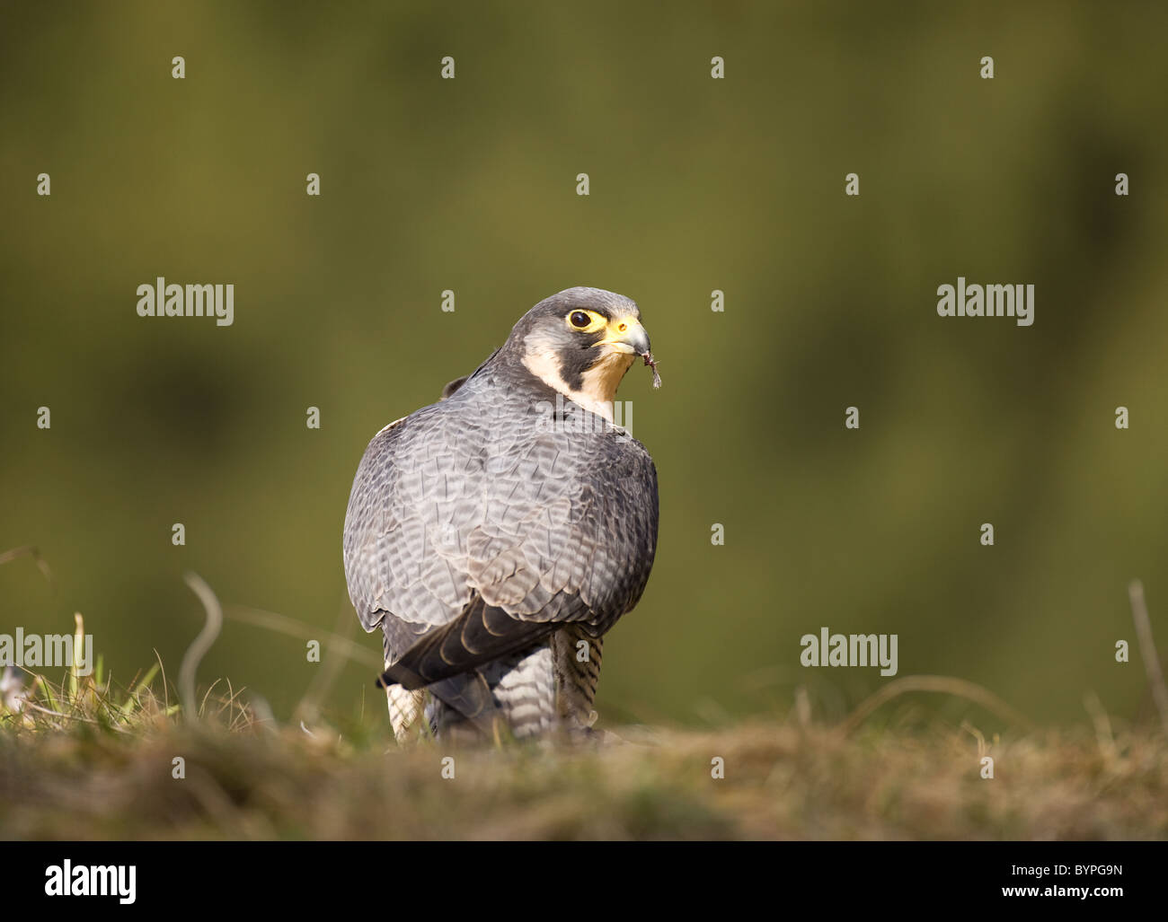 Wanderfalke (Falco Peregrinus) Sitzt Im Hohem Gras Auf Einem Verdeckter Beute Stockfoto