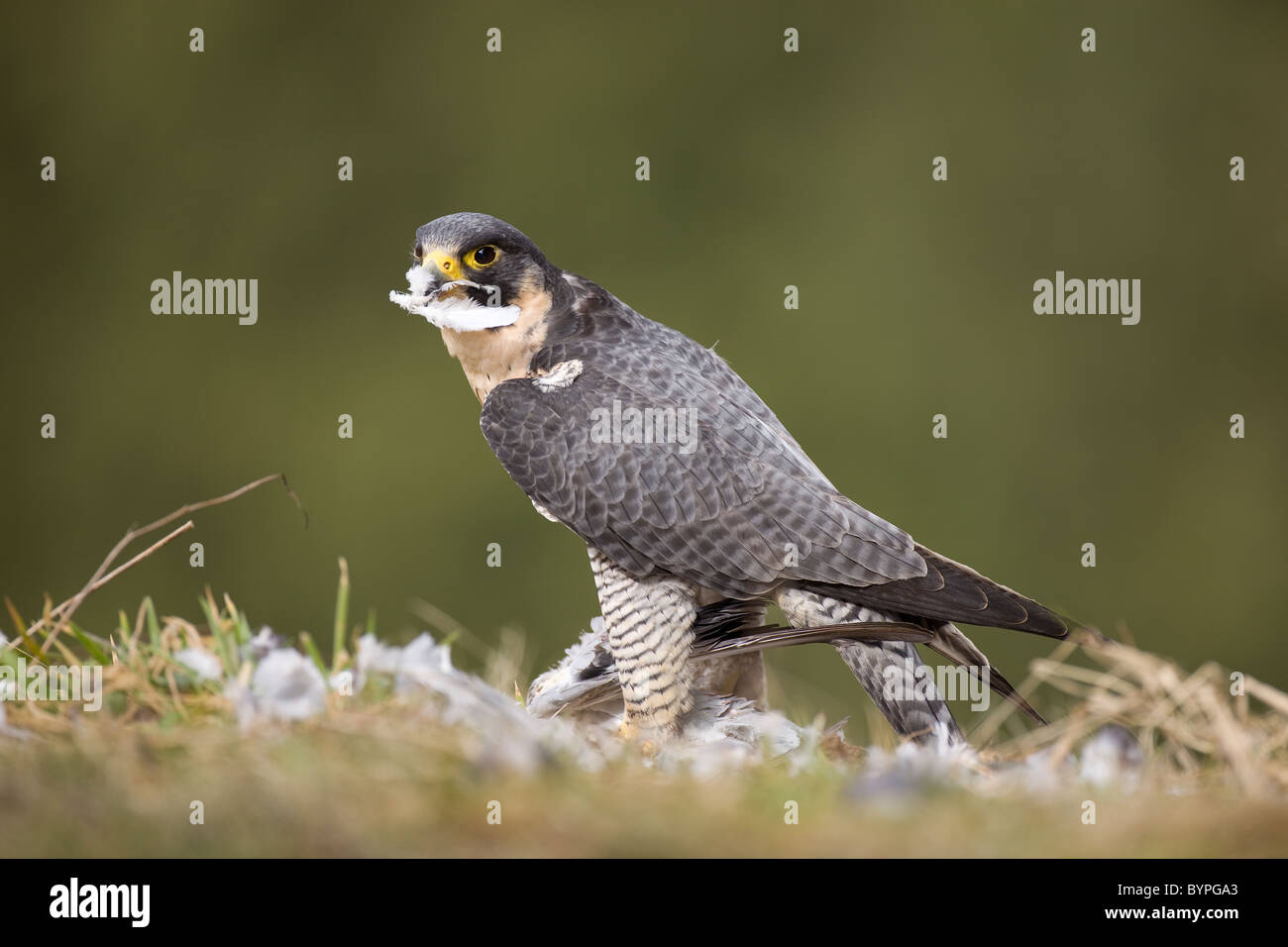 Wanderfalke (Falco Peregrinus) Rupft Taube, Rheinland-Pfalz, Deutschland, Europa Stockfoto