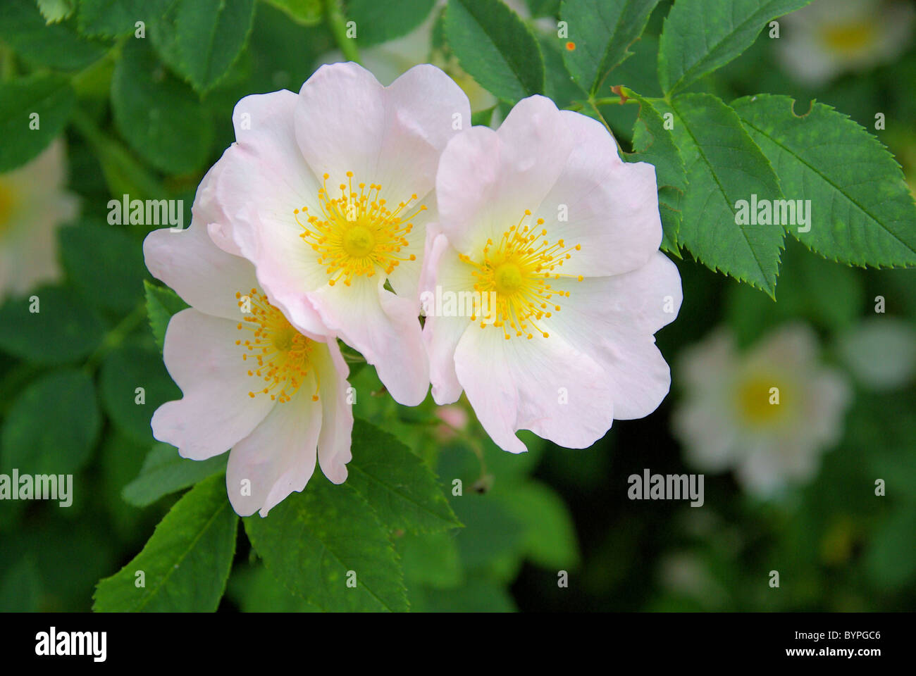 Wildrose - wild rose-04 Stockfoto