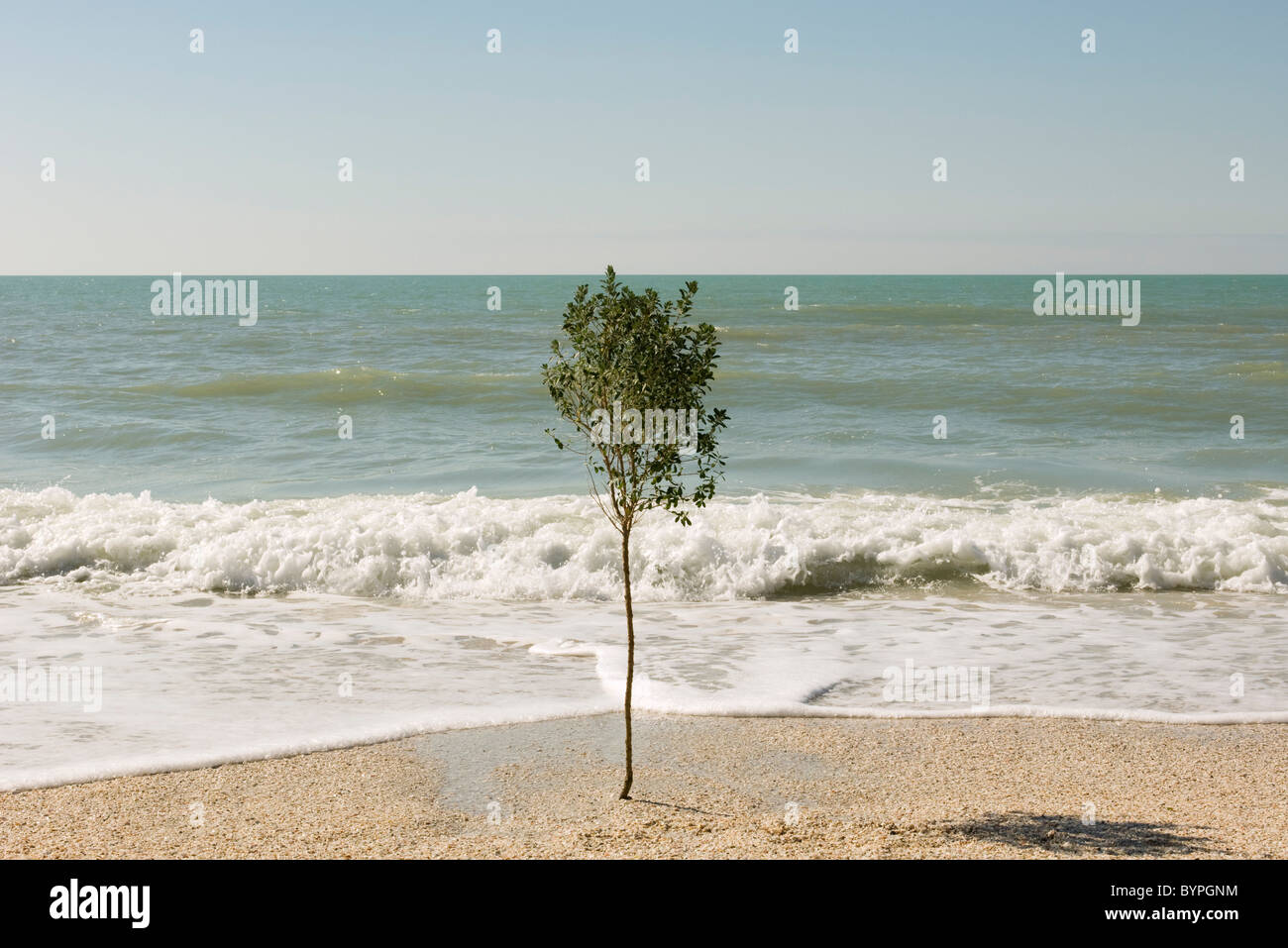 Einsamer Baum wächst am Strand in der Nähe von Wasser Stockfoto