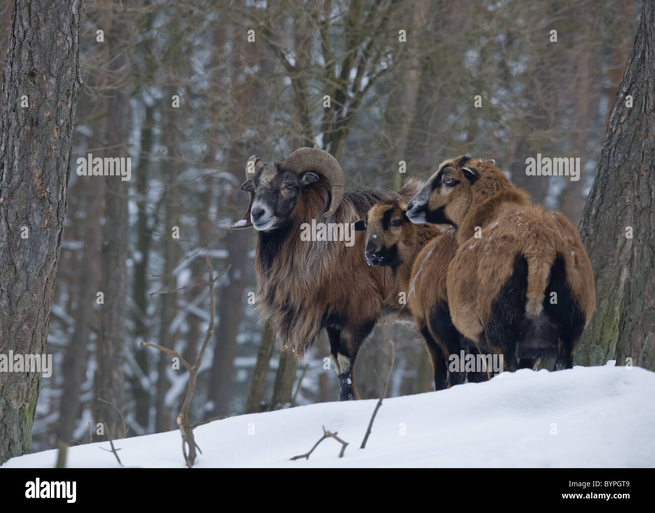 Sind (Ovis Musimon) Im Winter Stockfoto