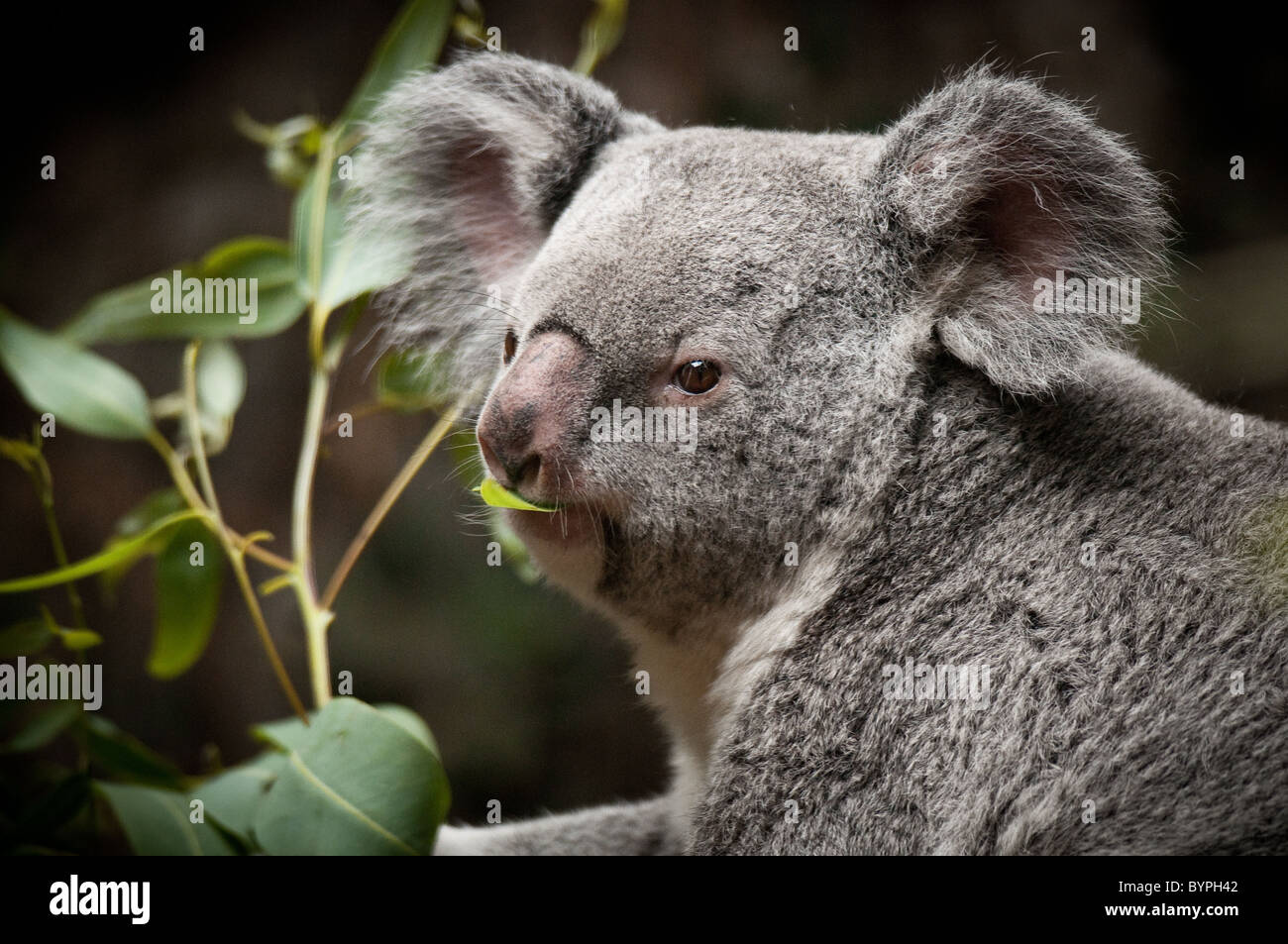 "Snack Time" - Blätter Koala Essen Eukalyptus Stockfoto