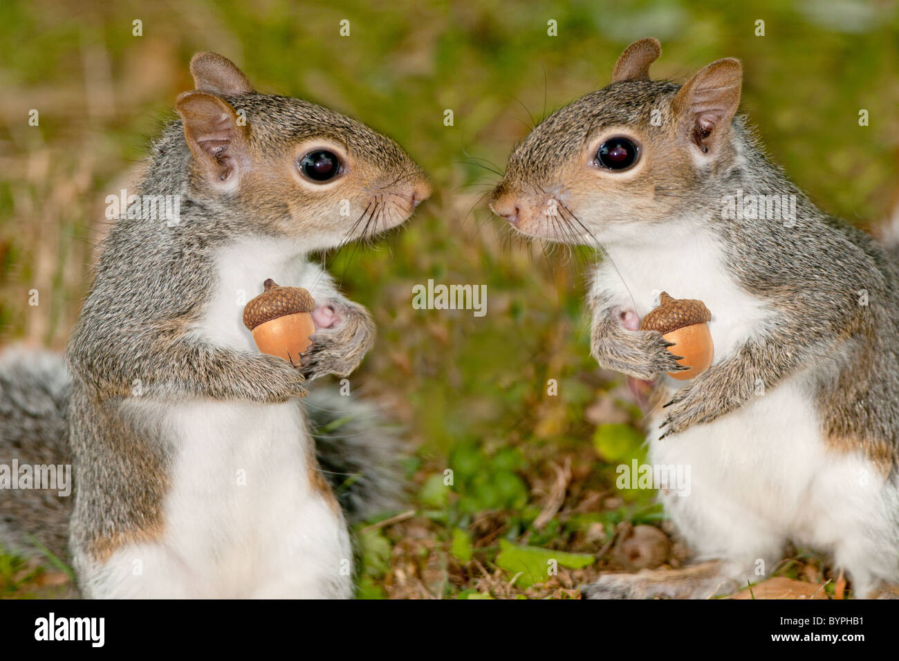"Squirreling Weg" - Eichhörnchen, Vorbereitung für den Winter? Stockfoto